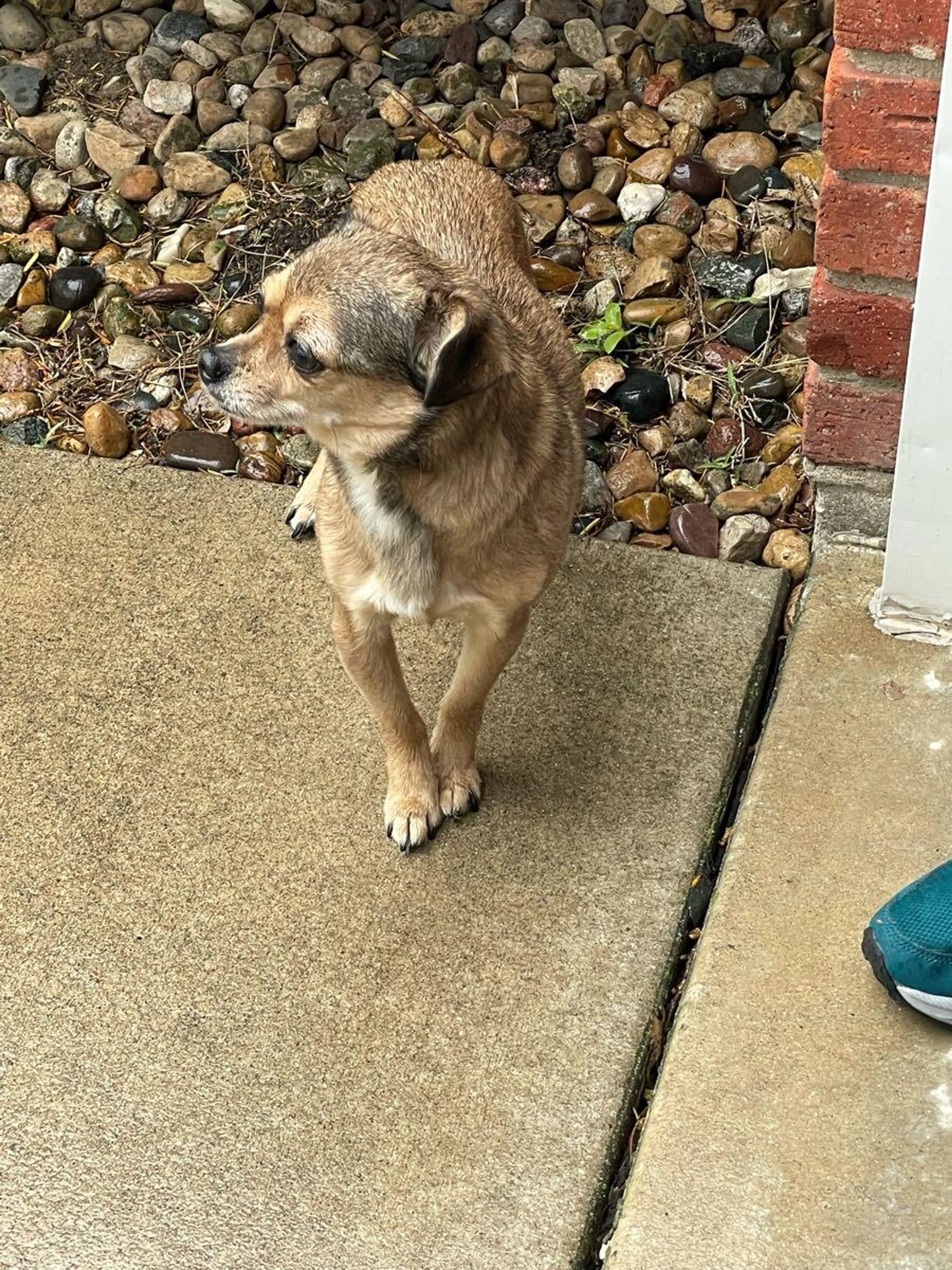 Lost pet