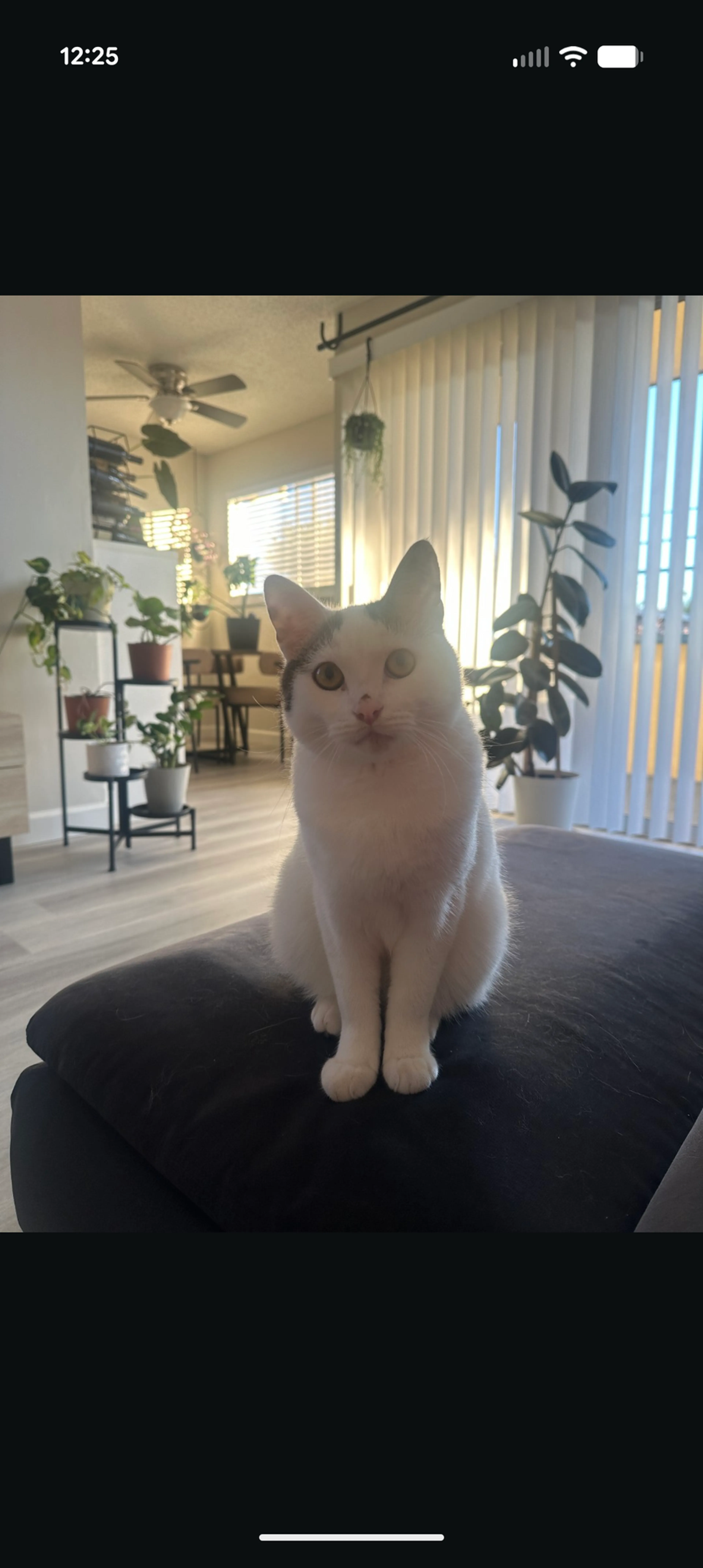 Lost pet