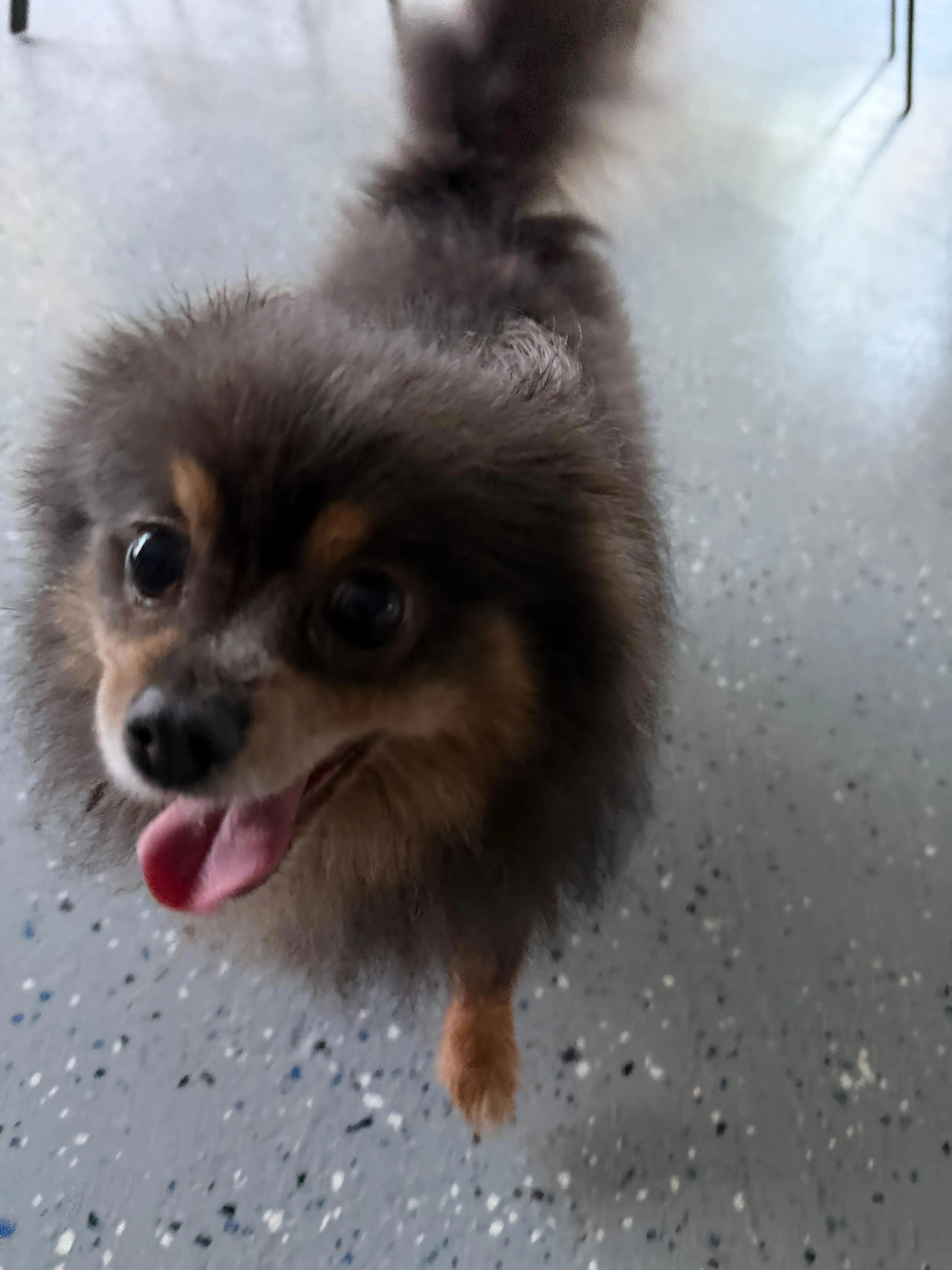 Found pet