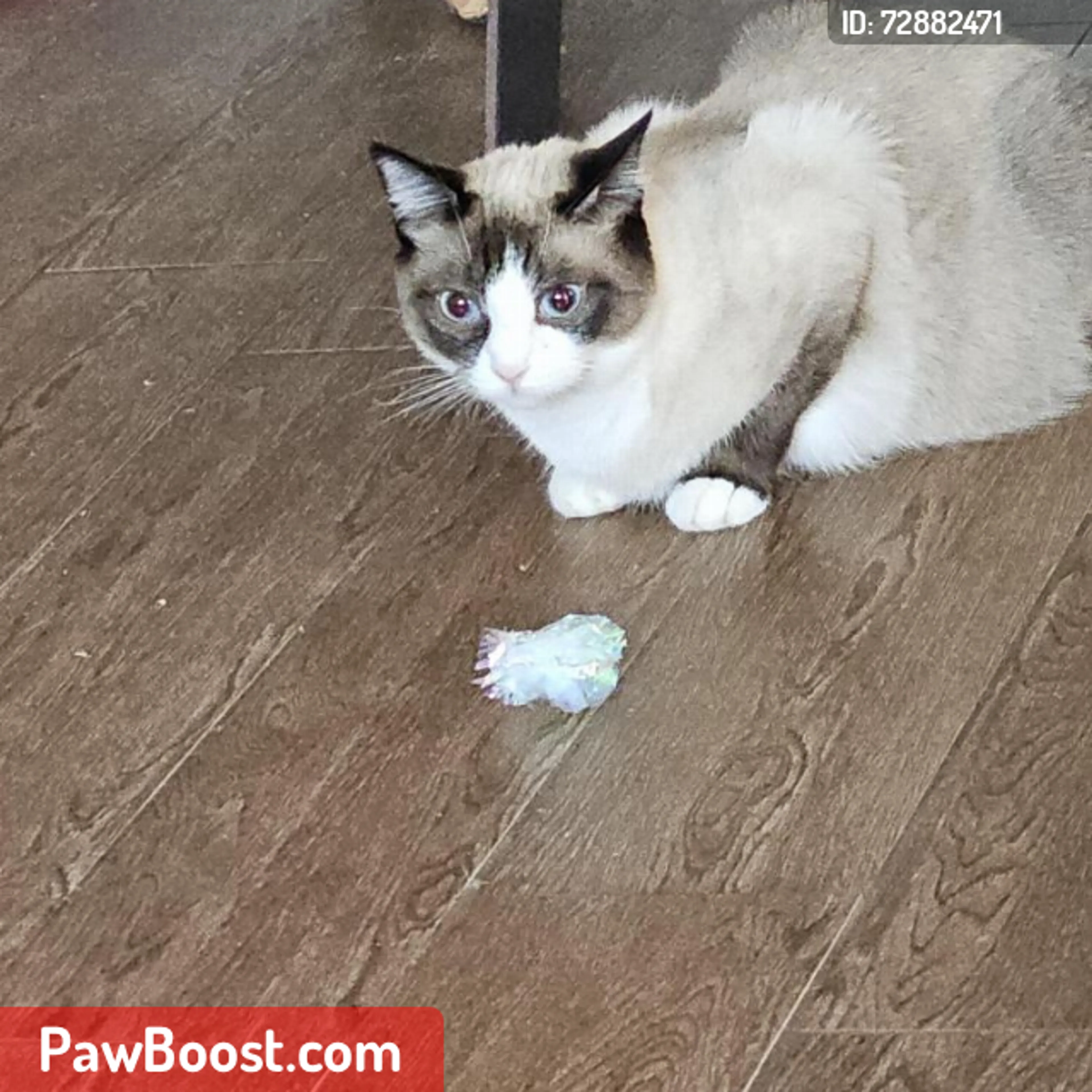 Lost pet