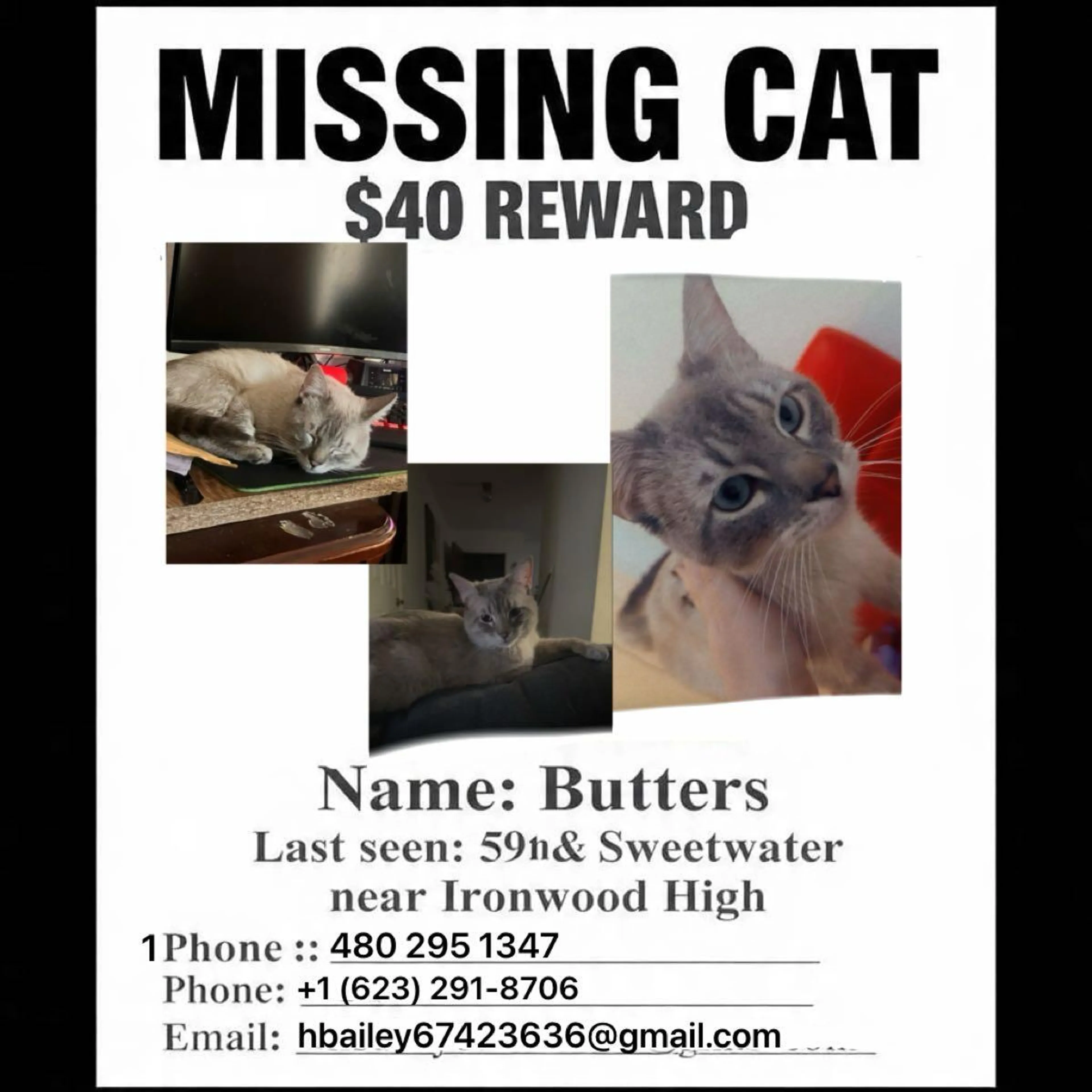 Lost pet