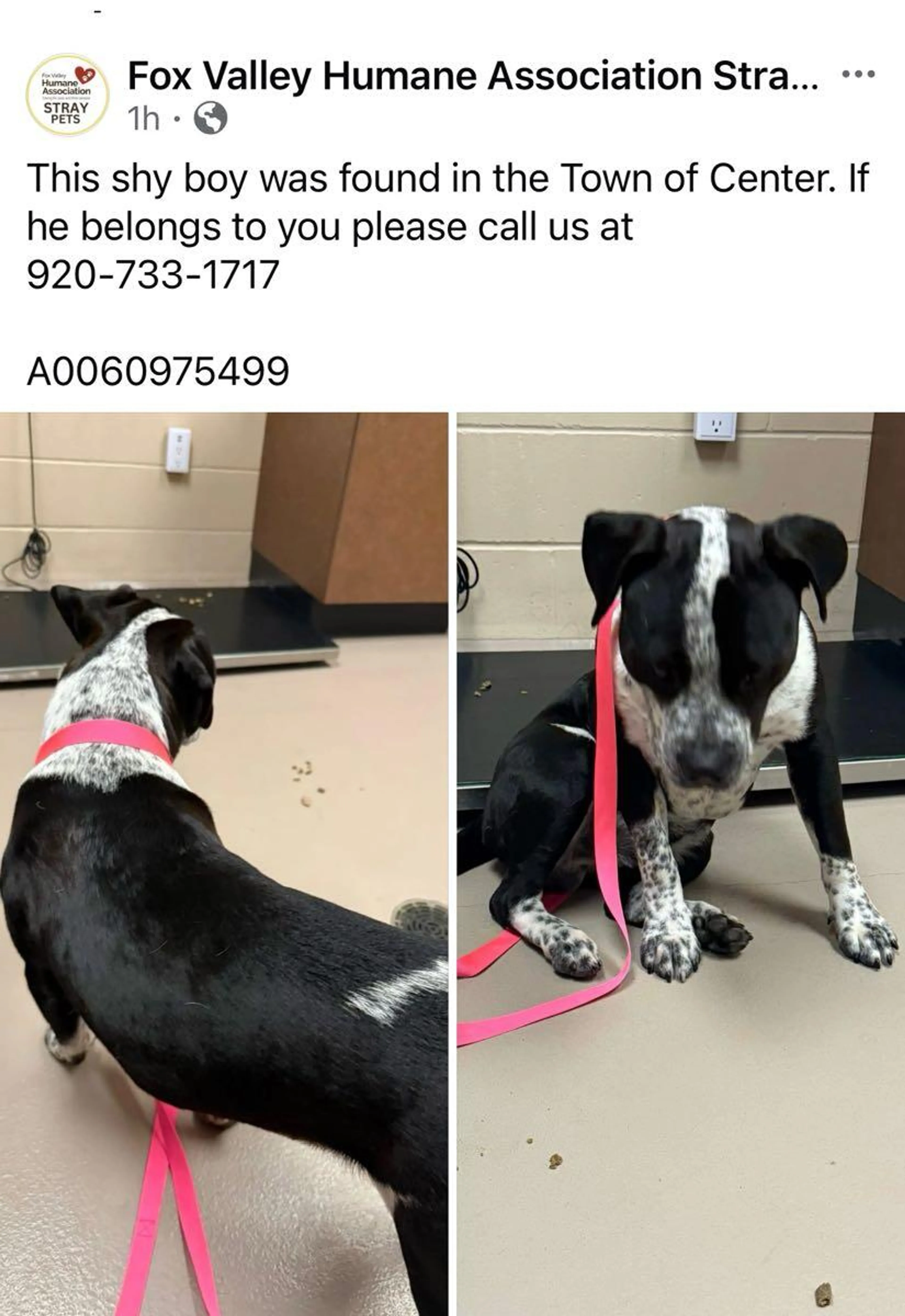 Found pet