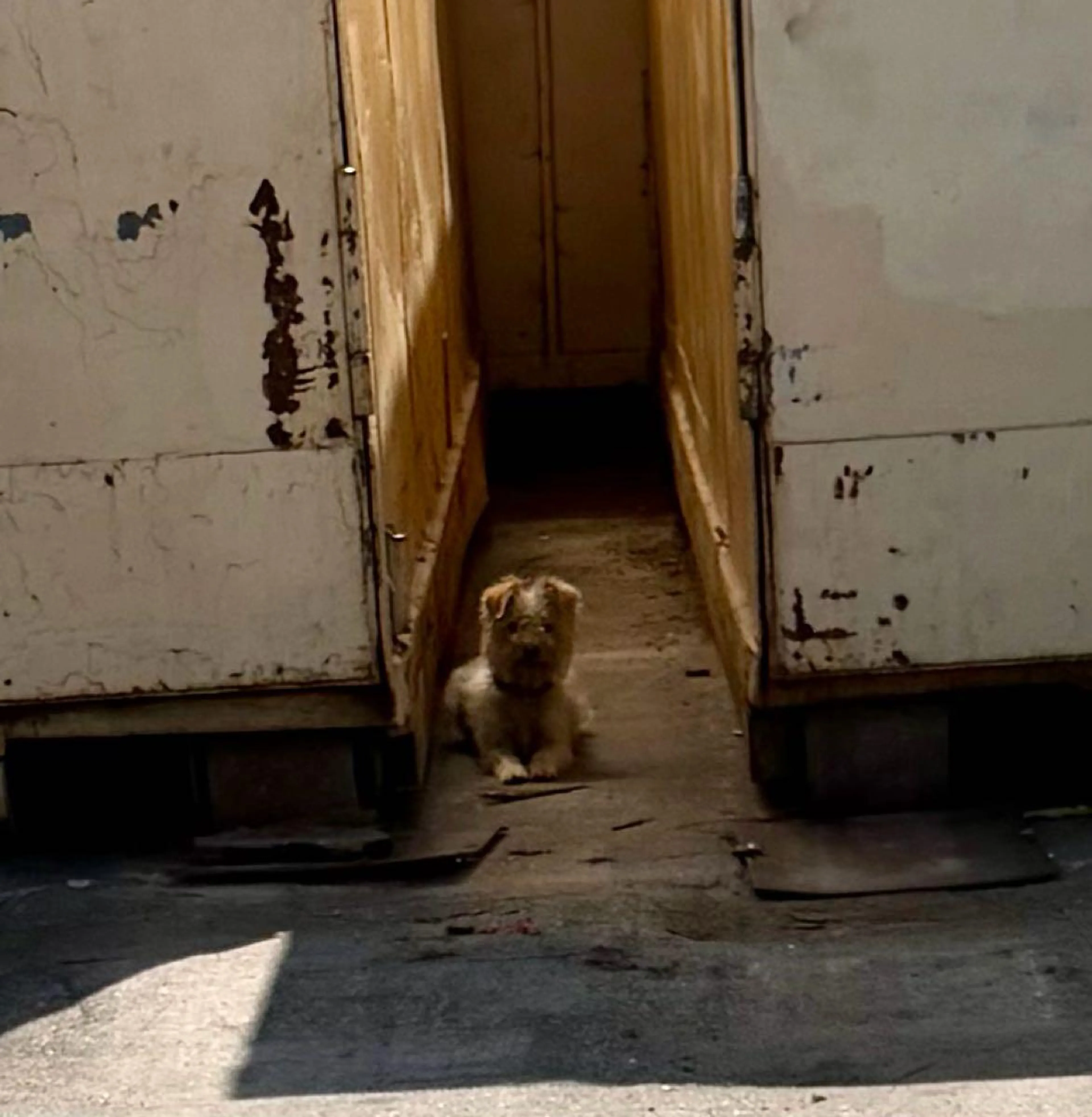 Found pet