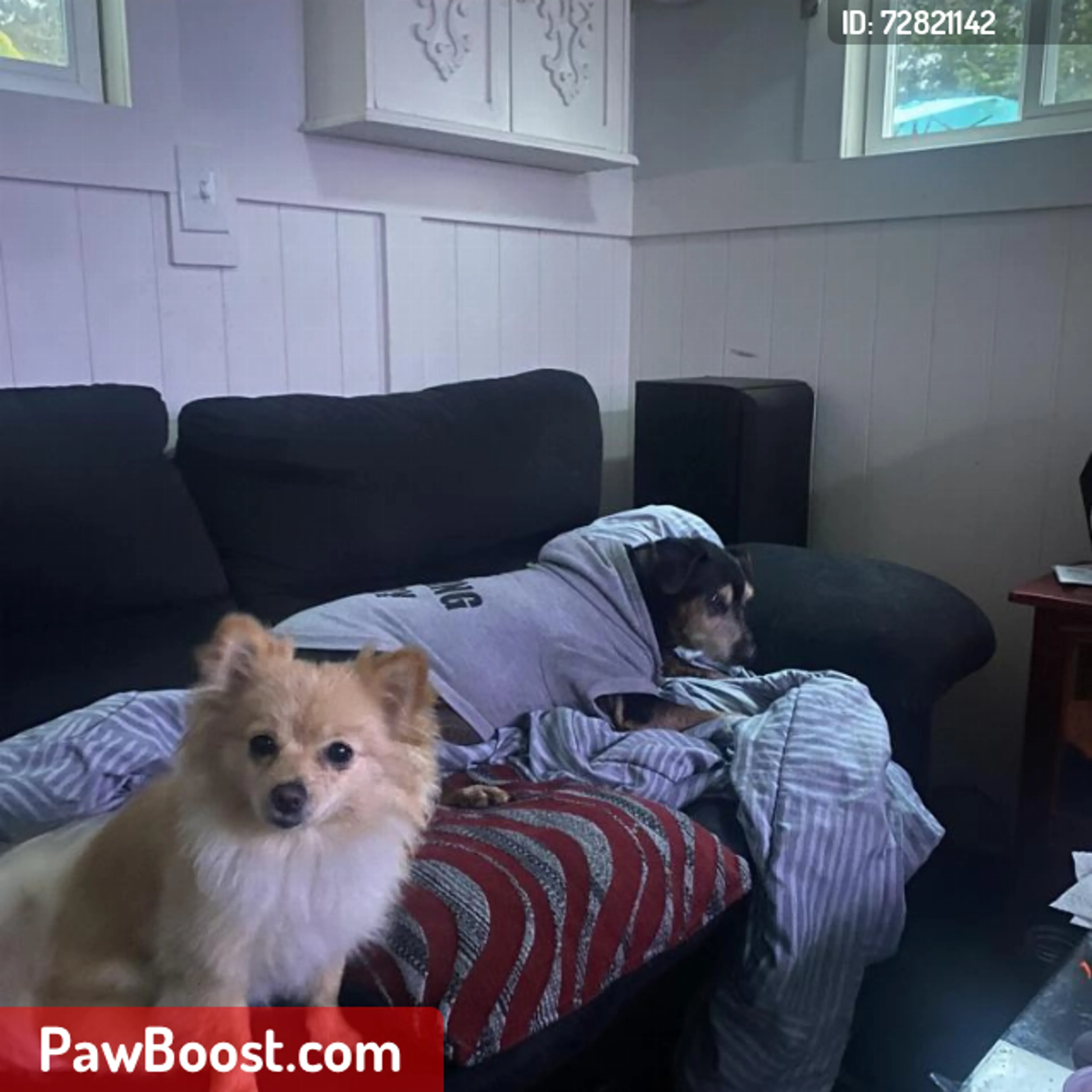 Lost pet