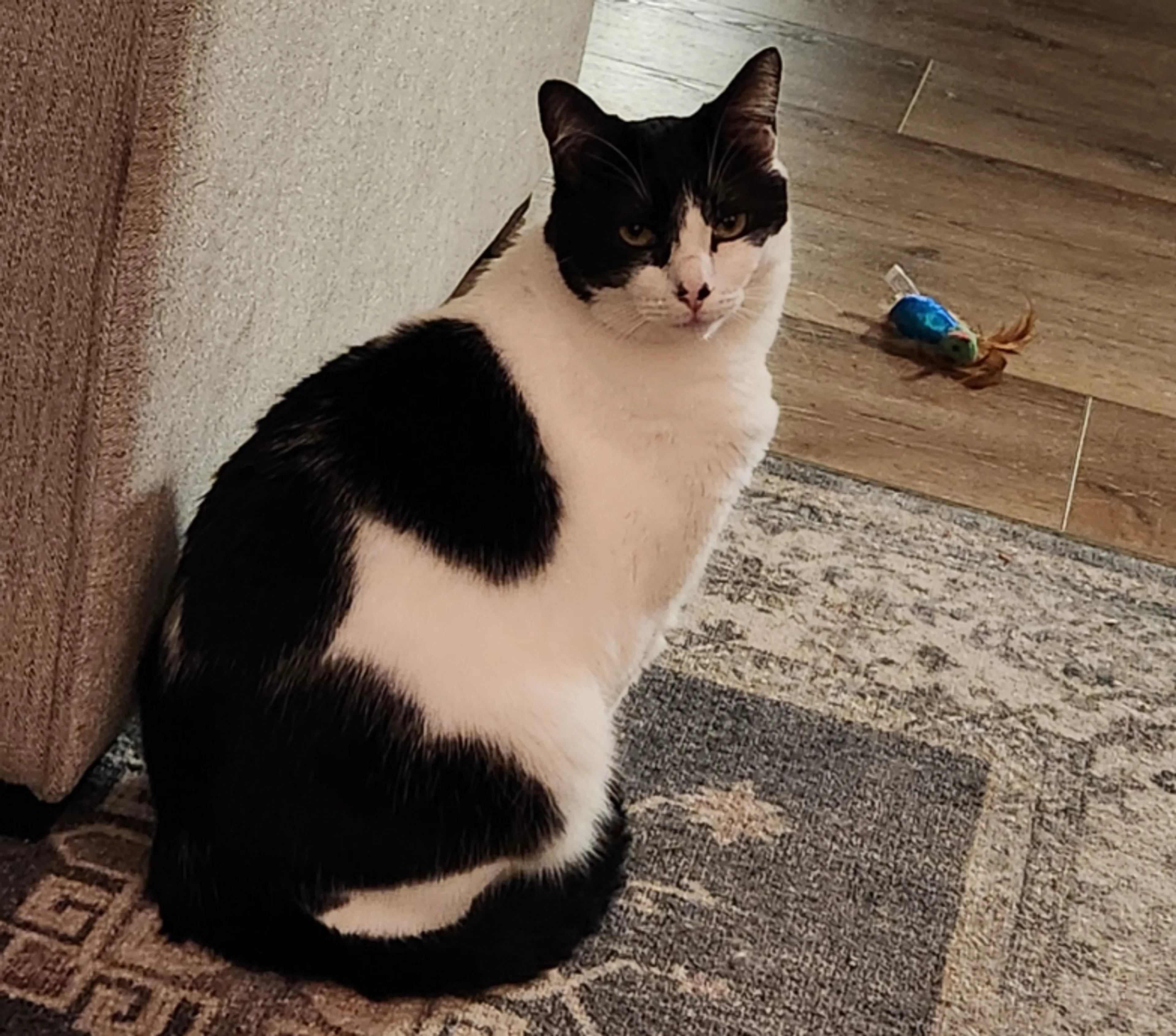 Lost pet