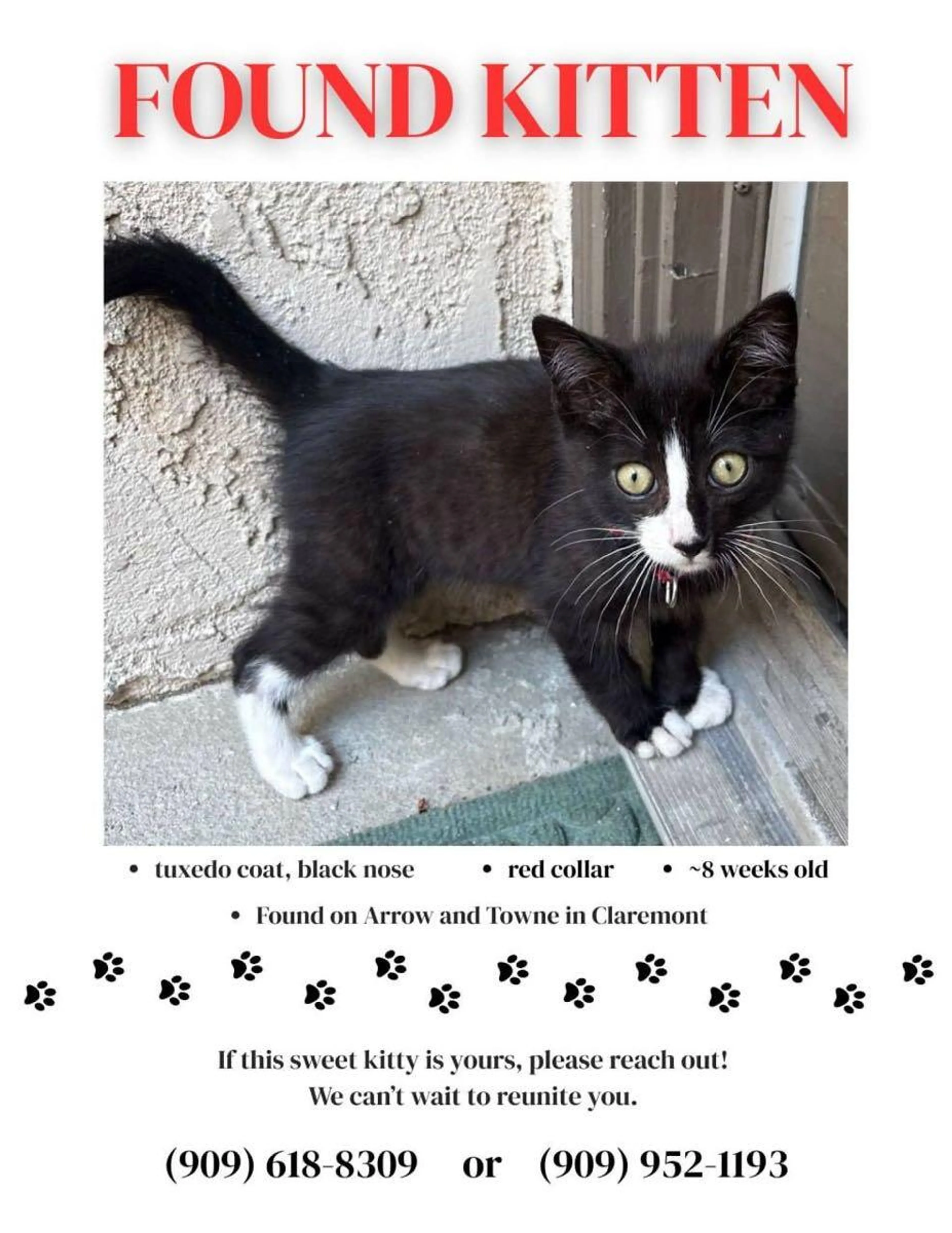 Found pet