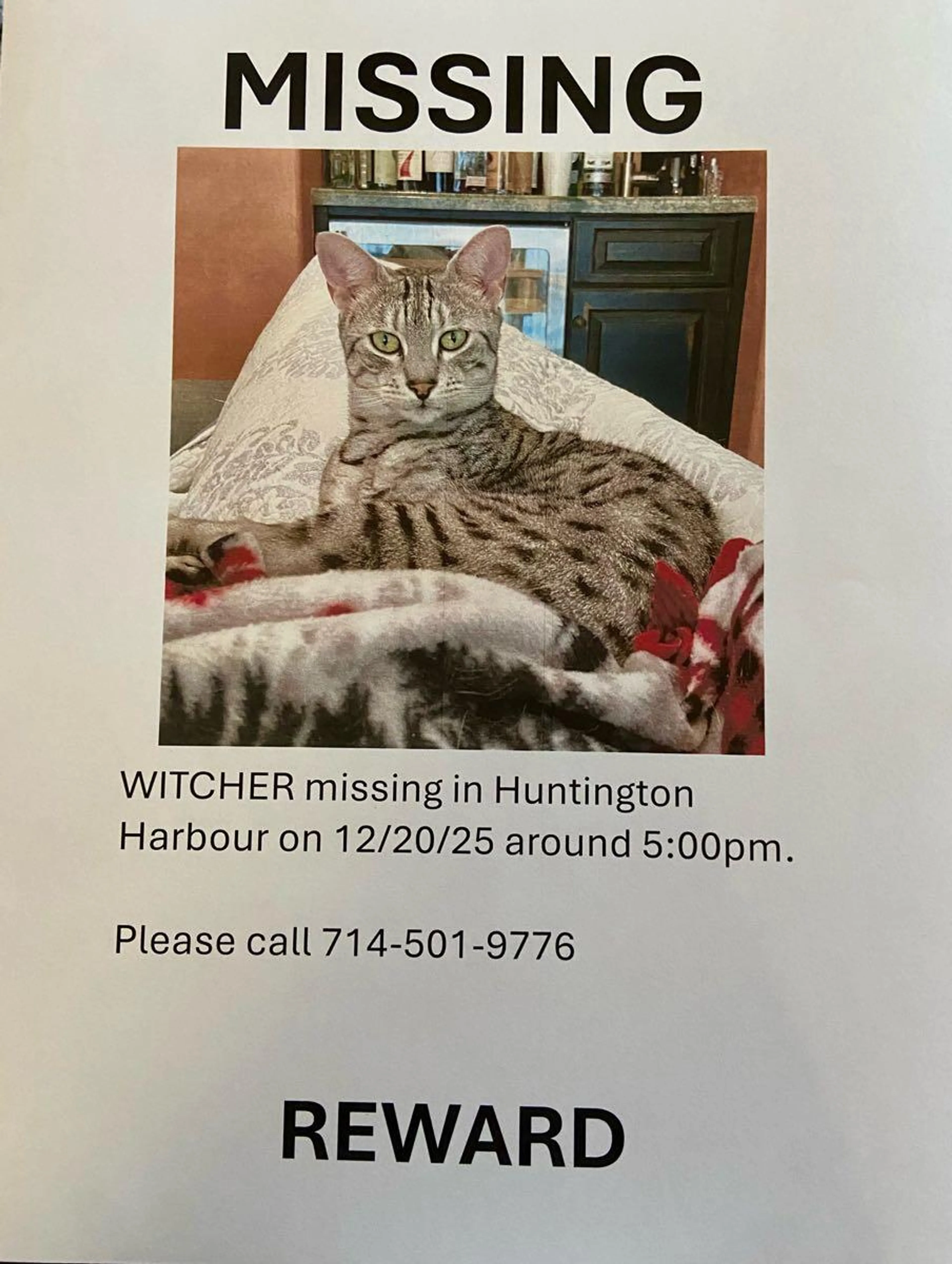Lost pet
