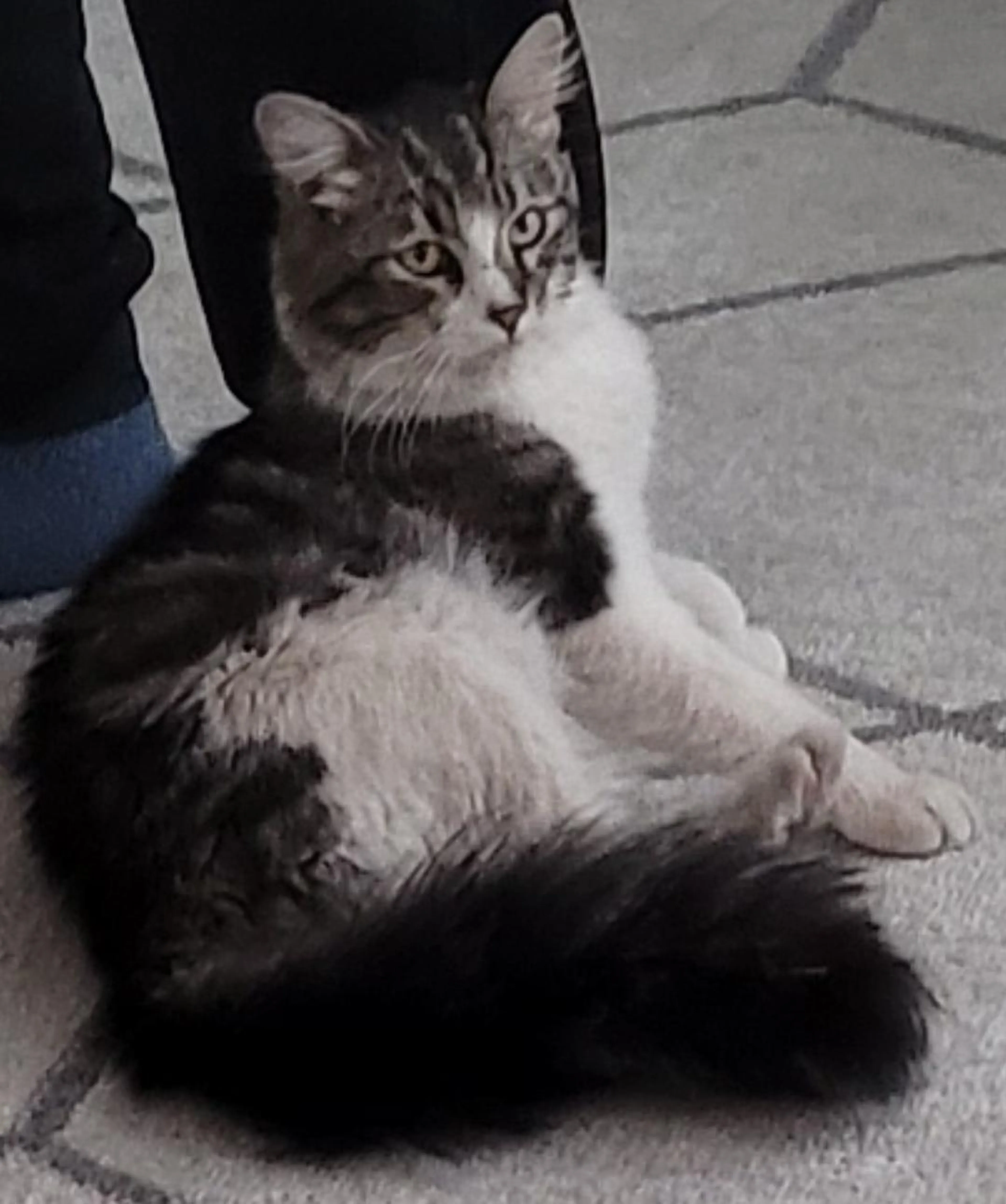 Lost pet