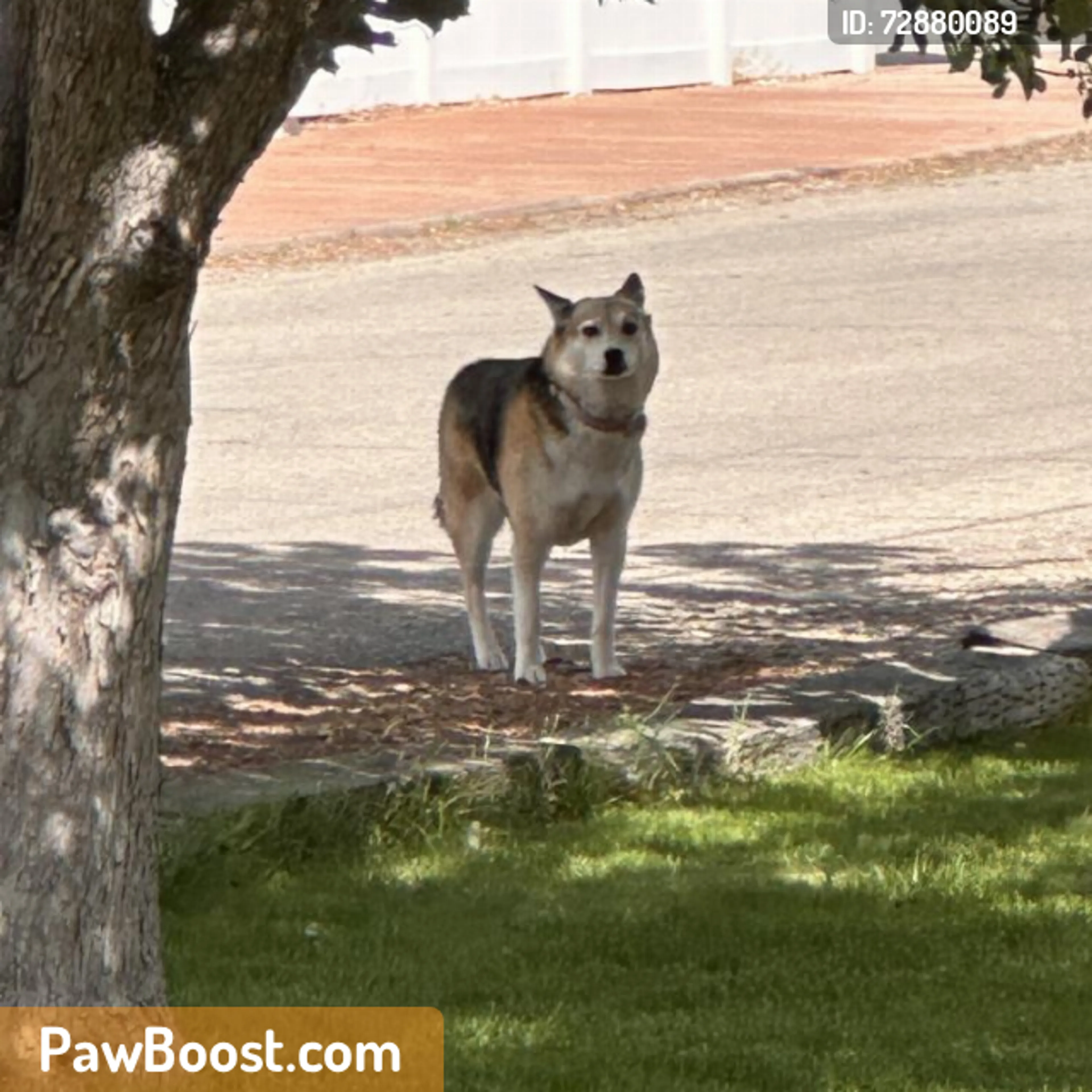 Found pet