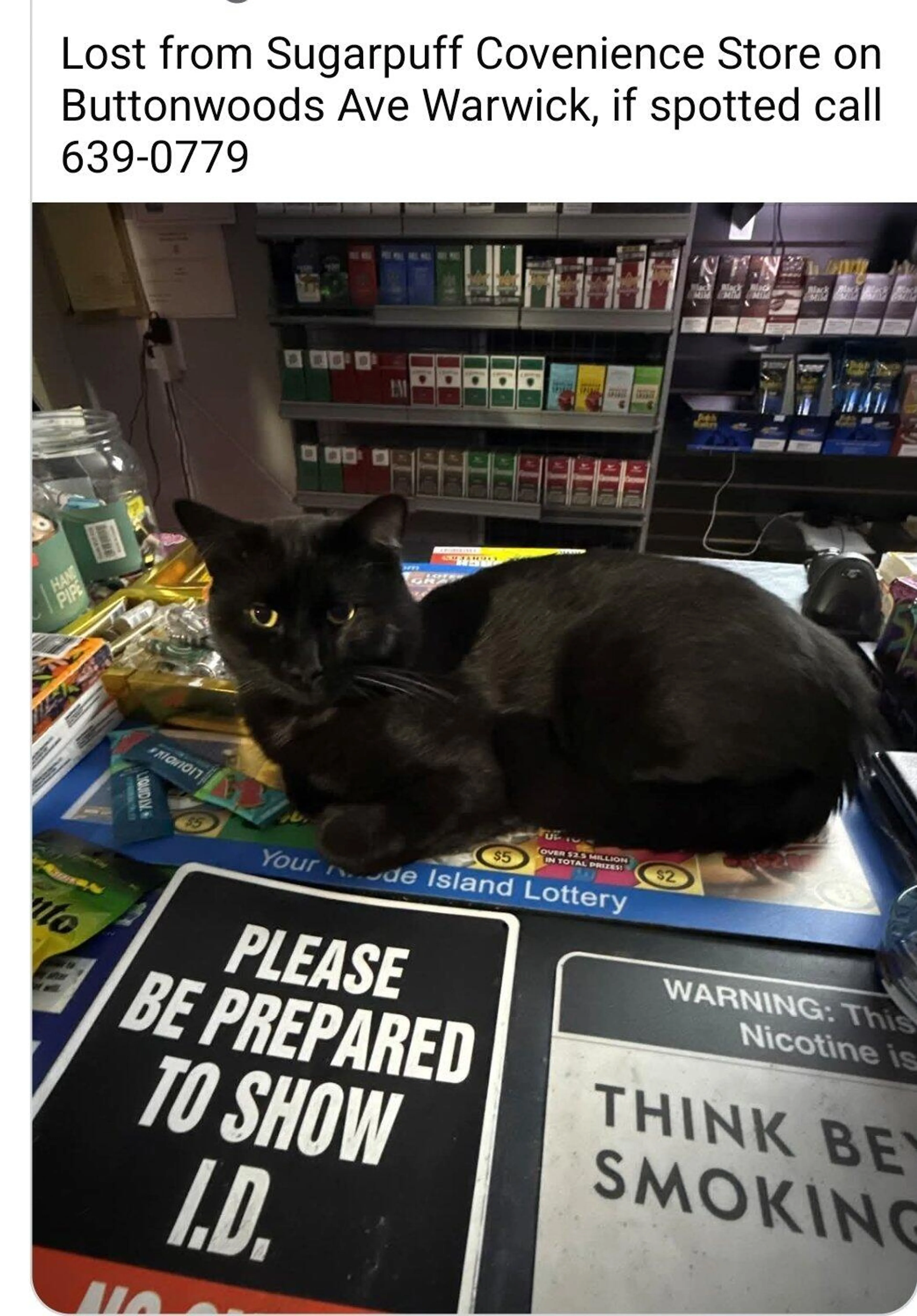 Lost pet