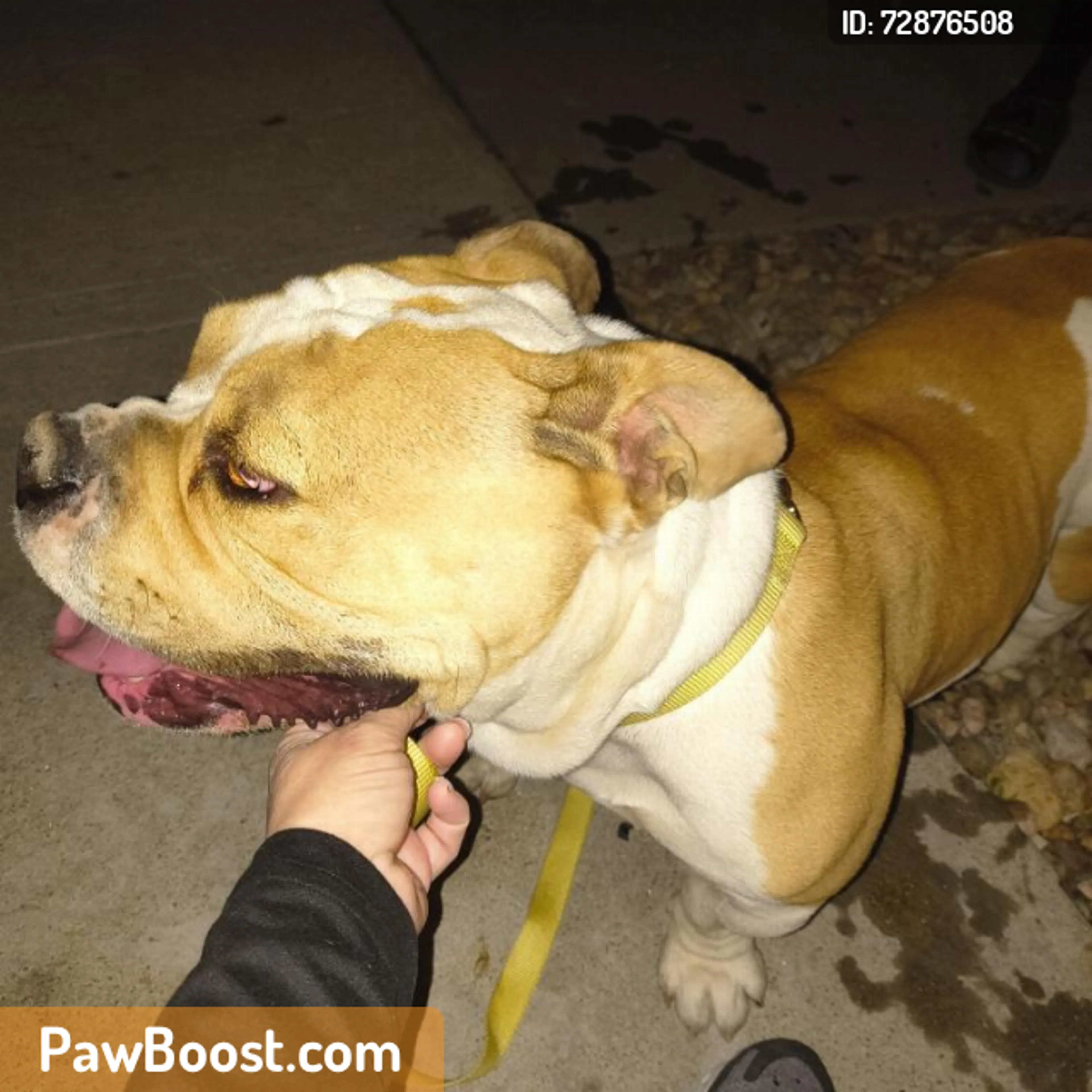 Found pet