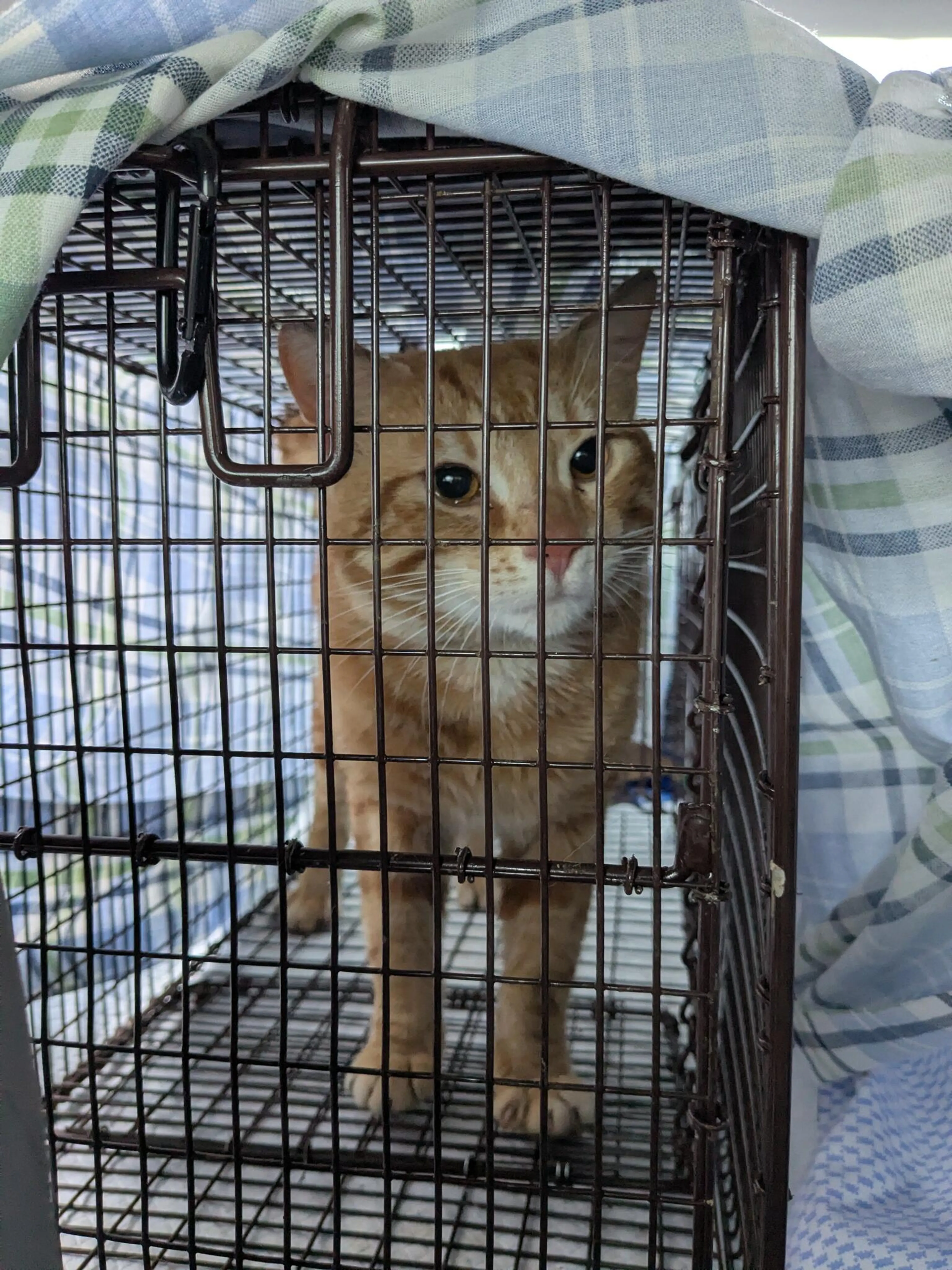 Found pet