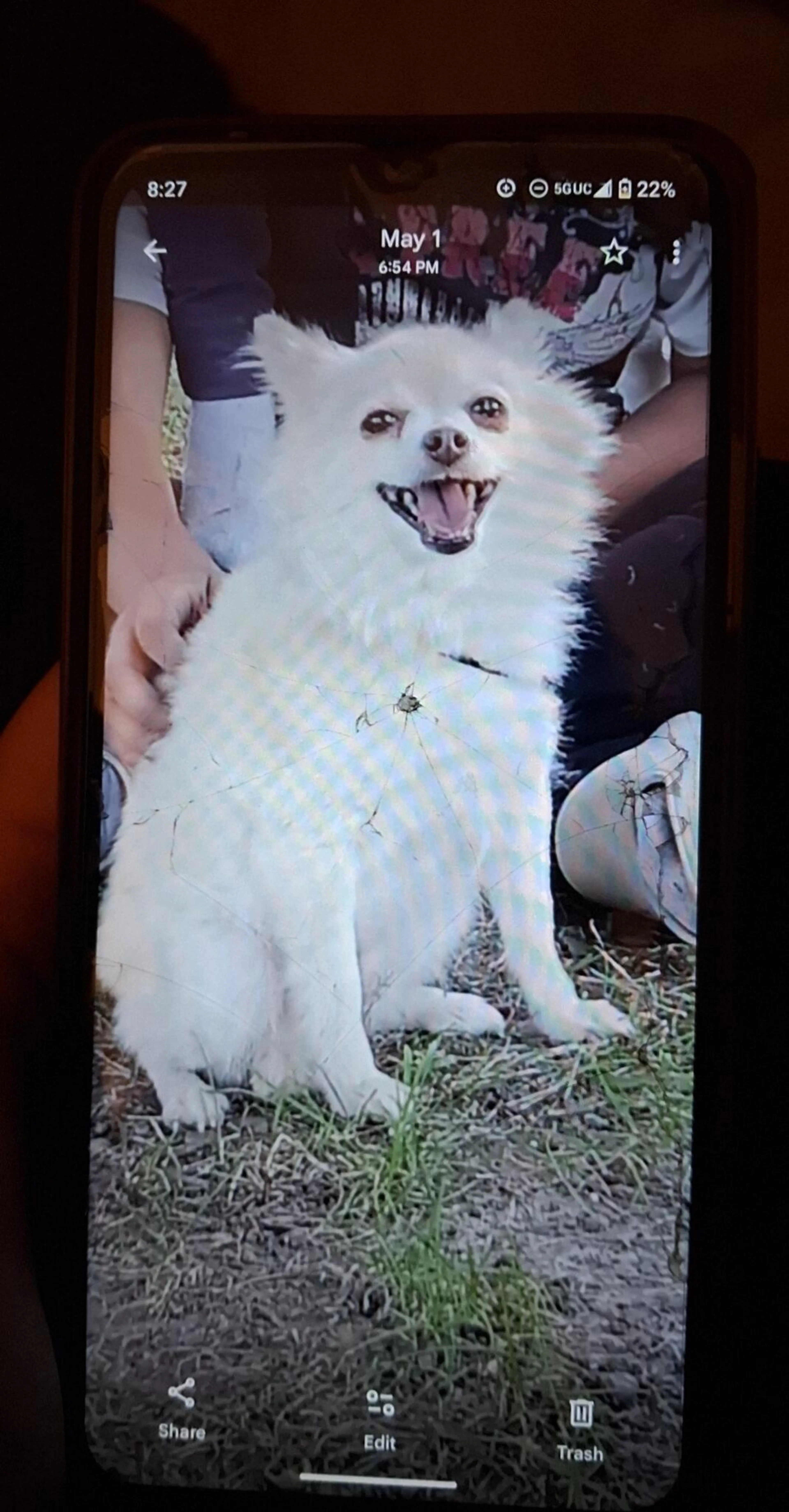 Found pet