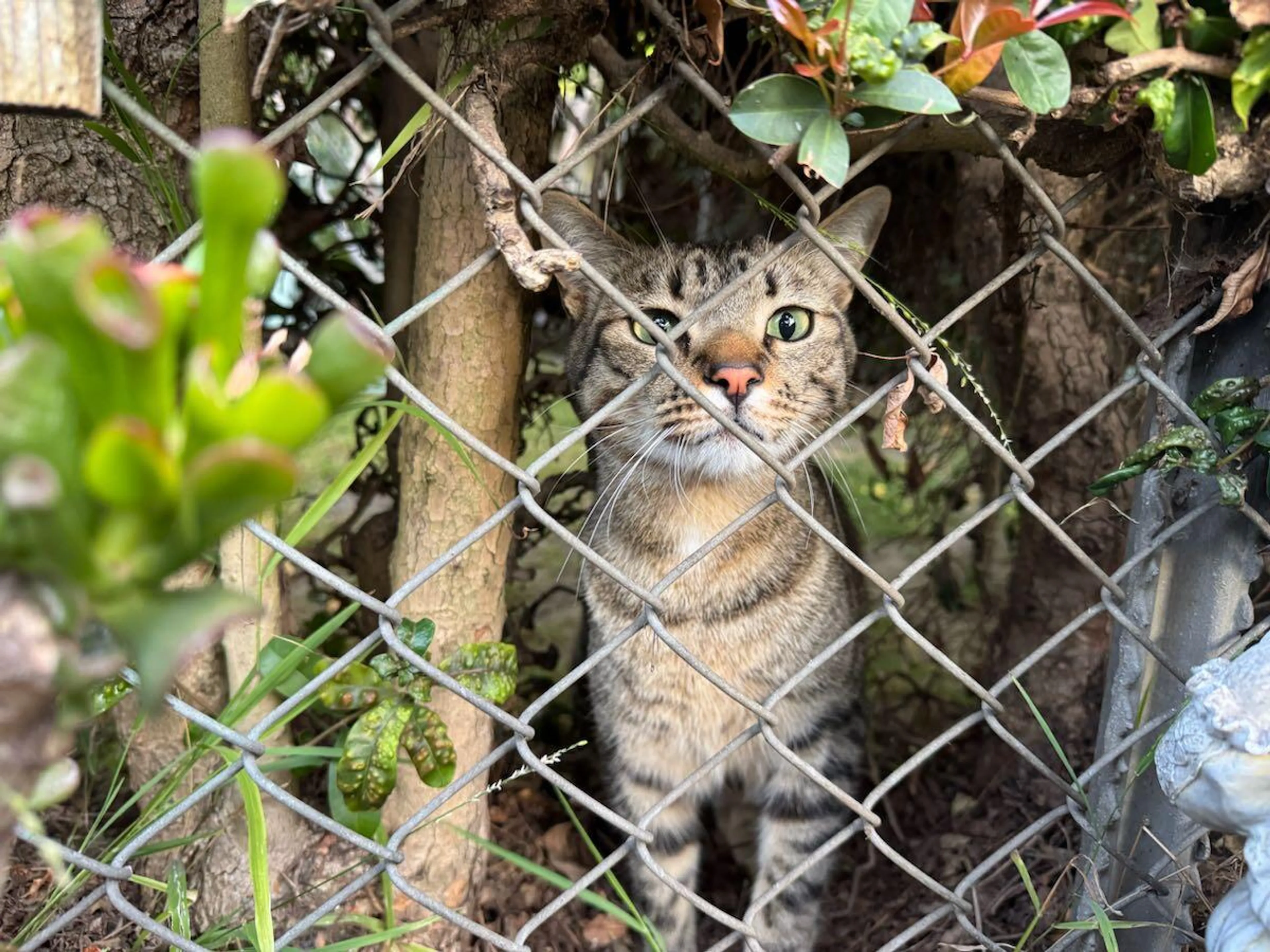 Found pet