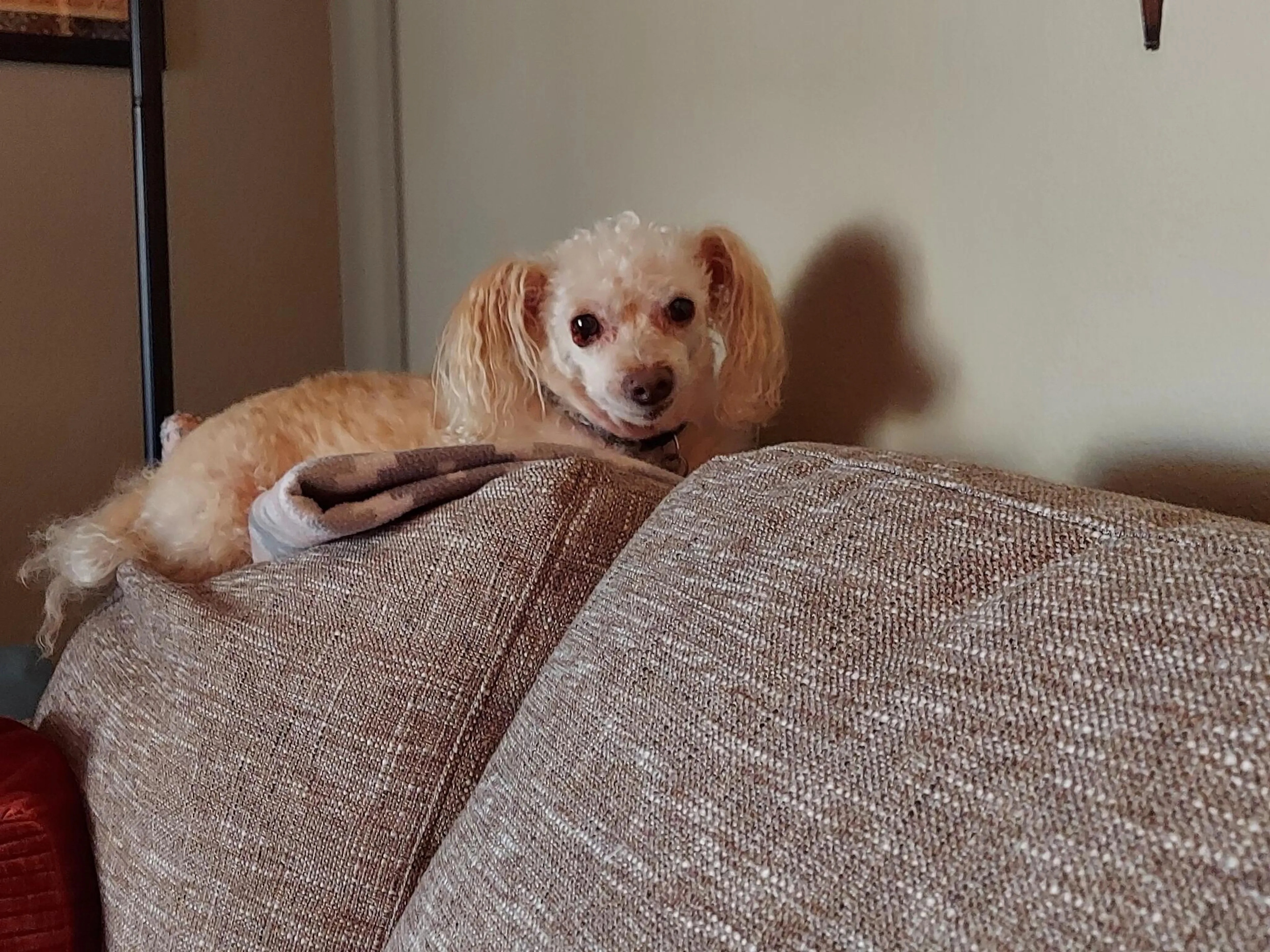 Lost pet