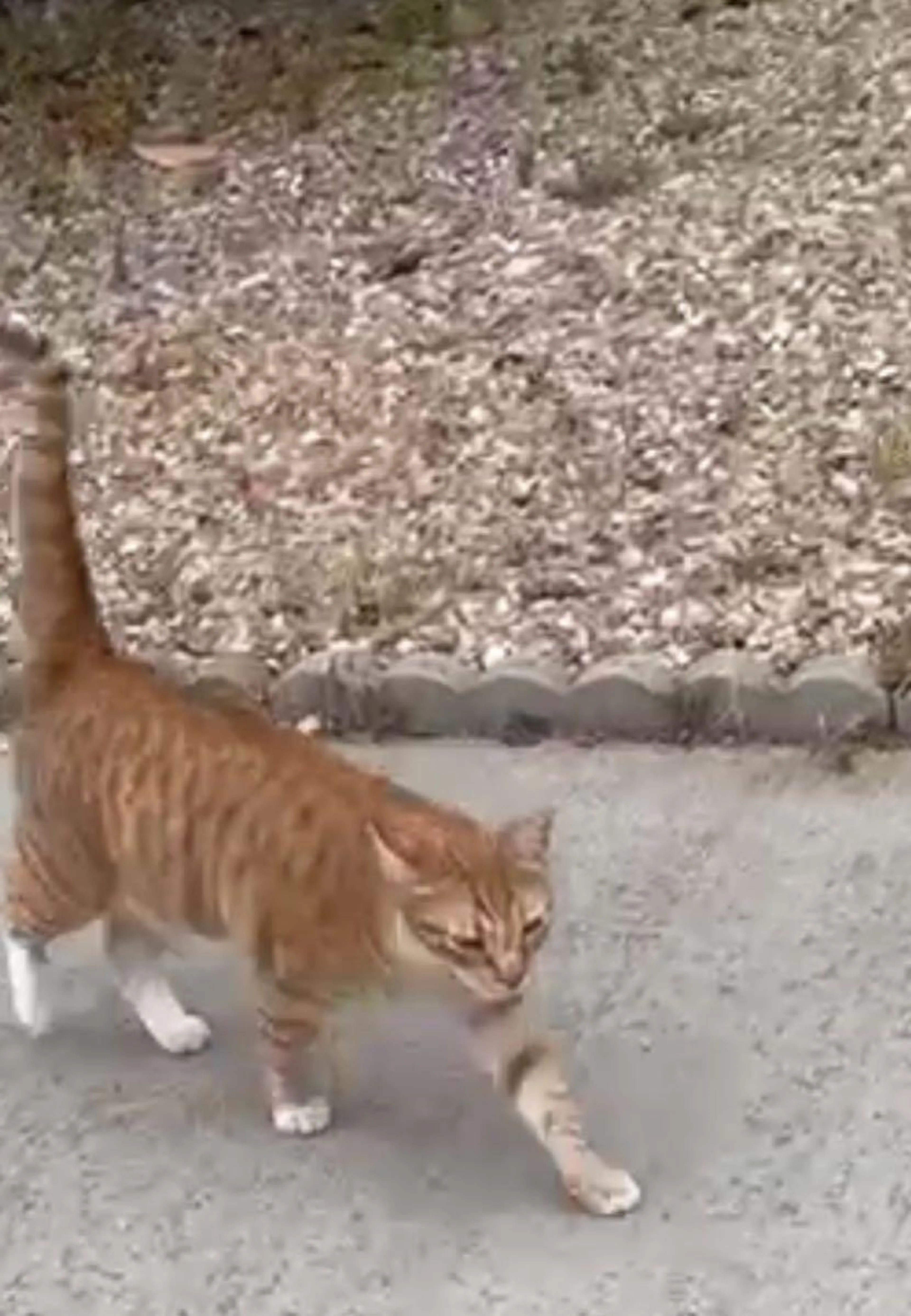 Found pet
