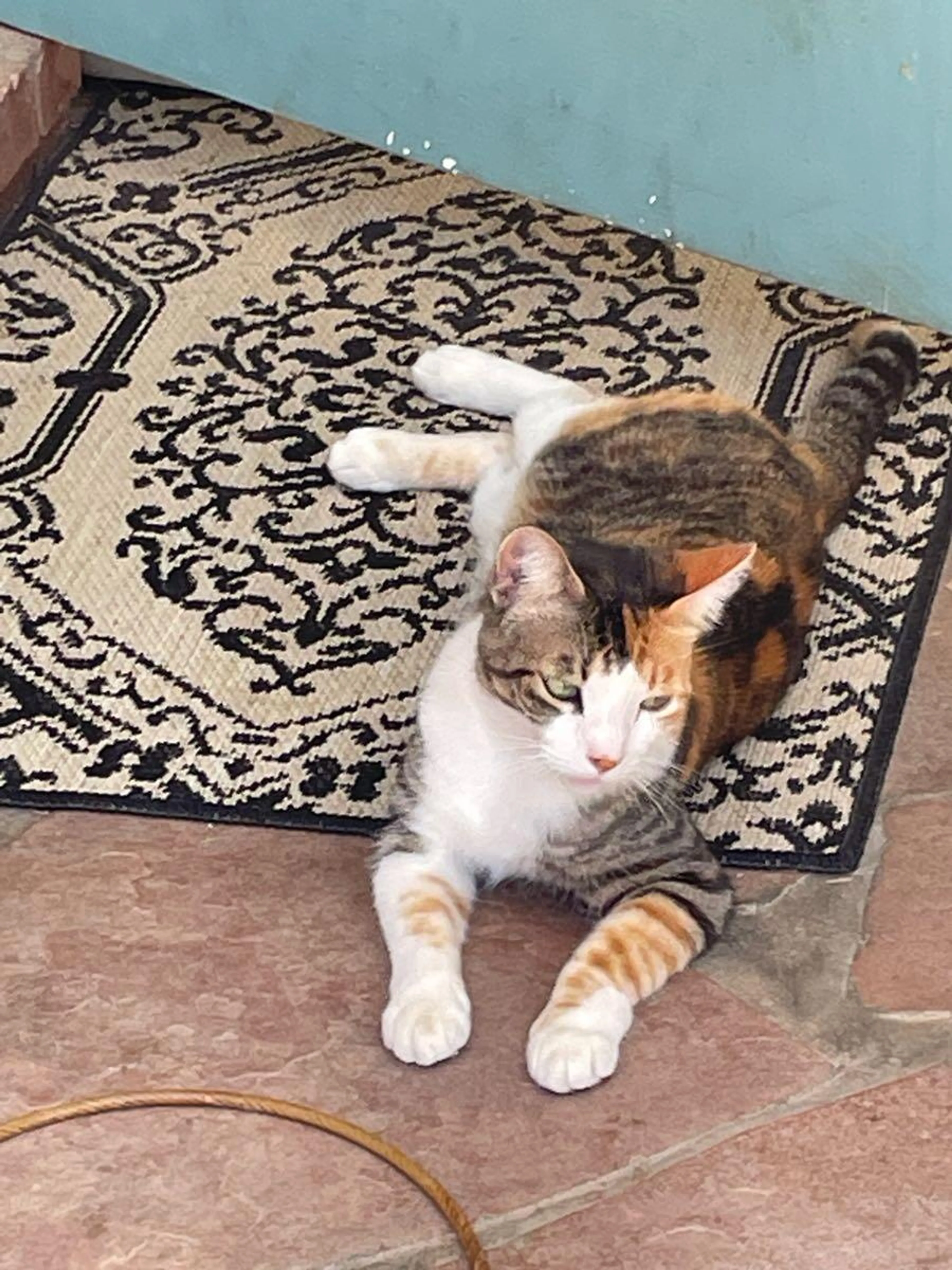 Lost pet