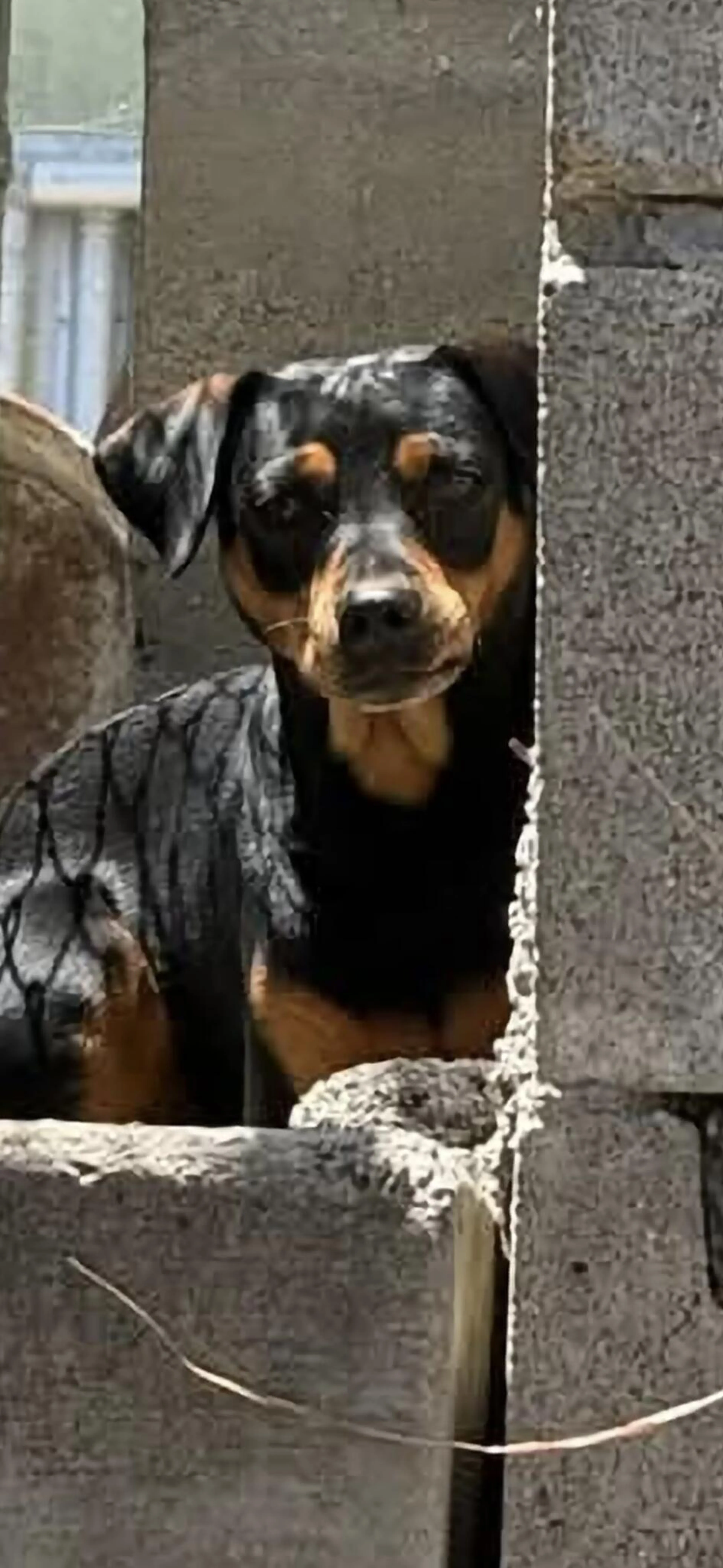 Found pet