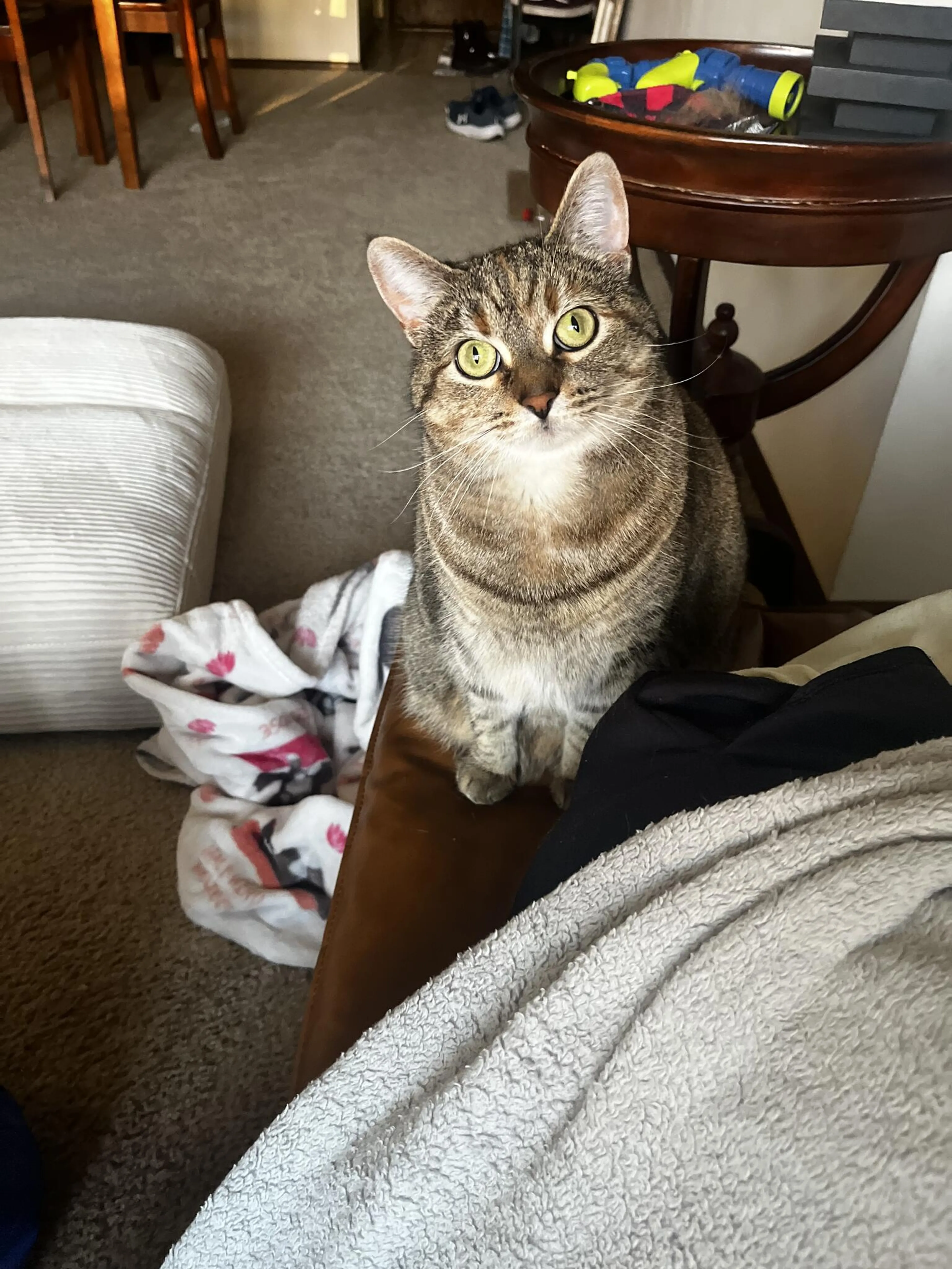Lost pet