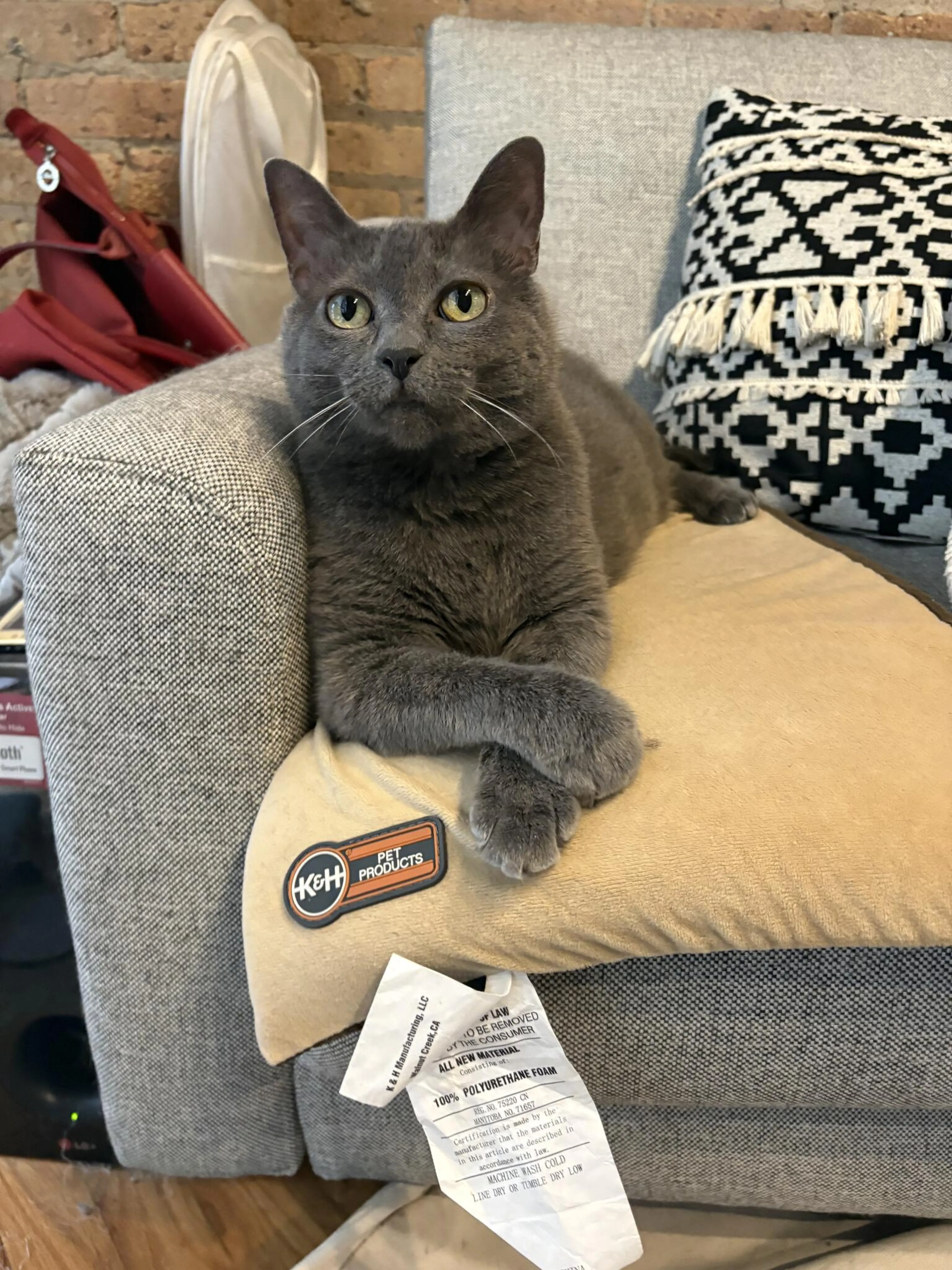 Lost pet