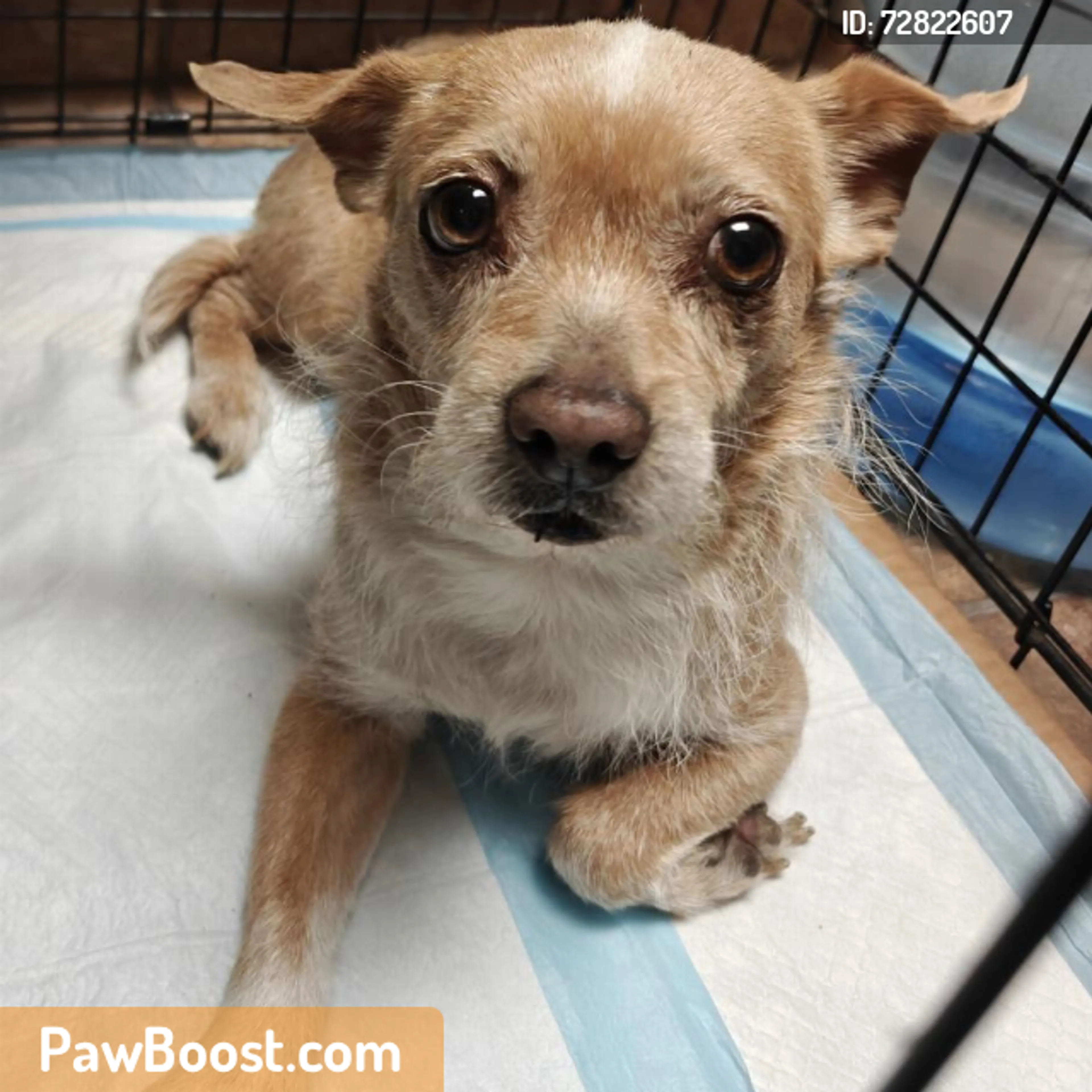 Found pet