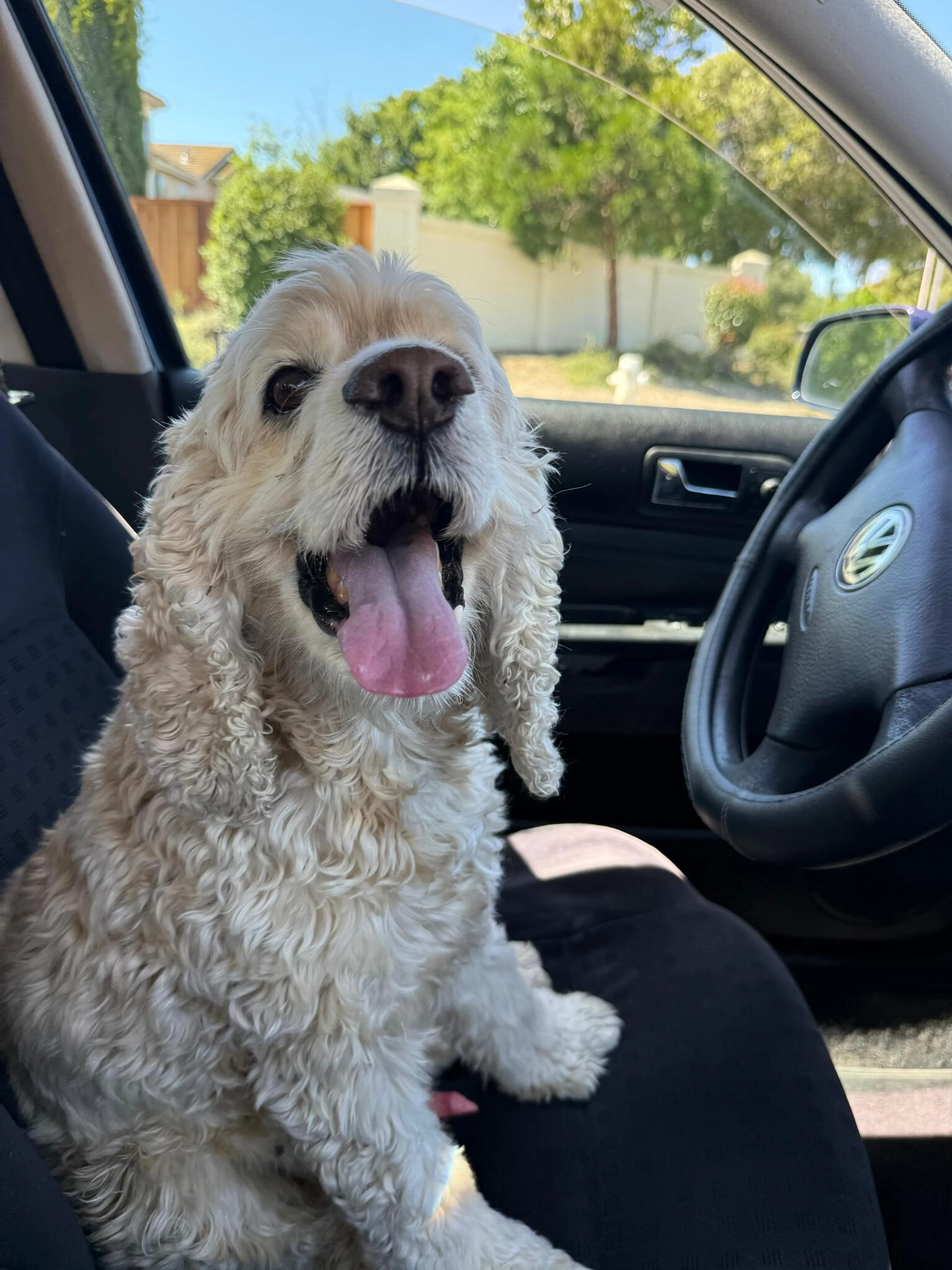 Found pet