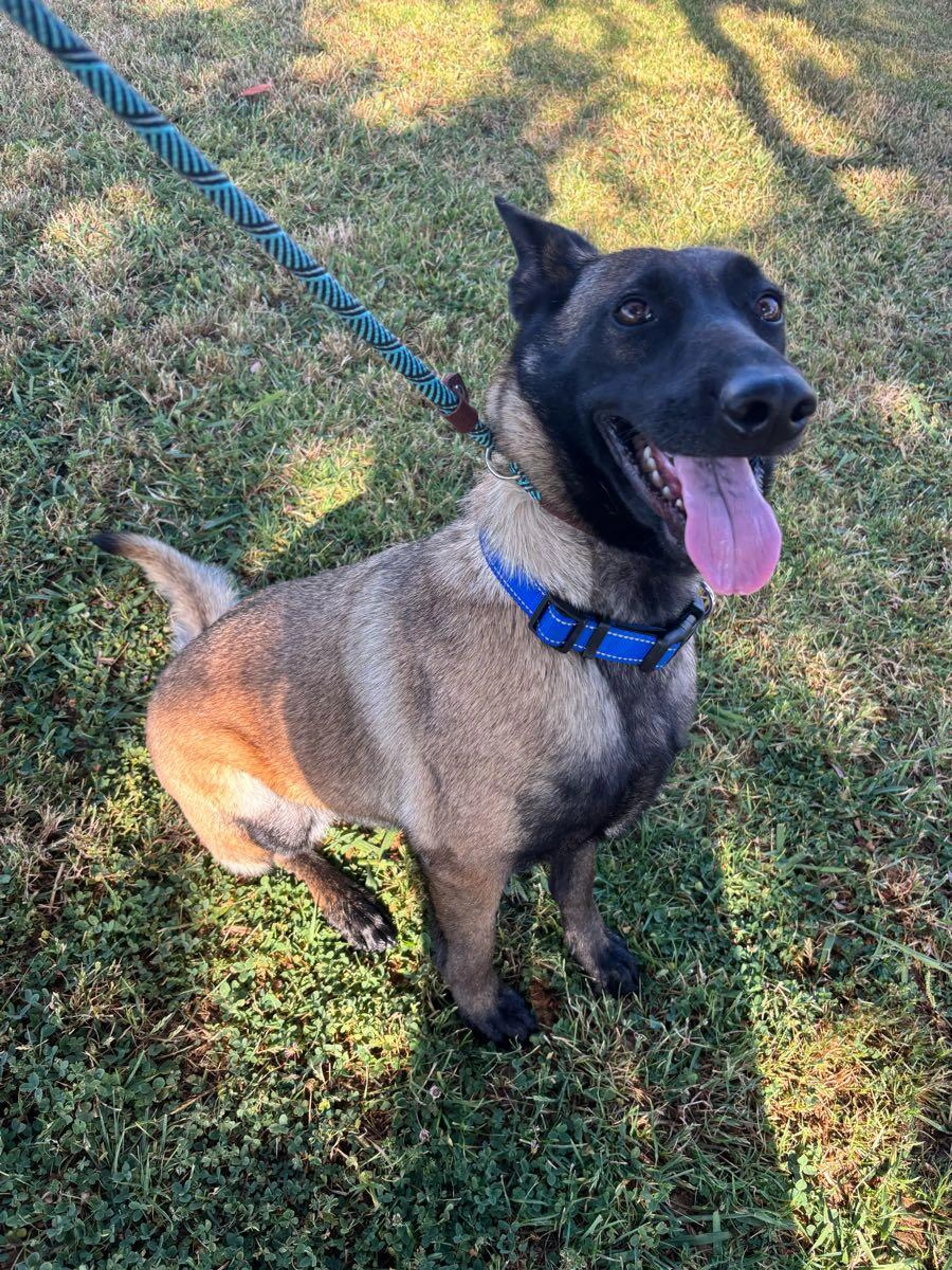 Found pet