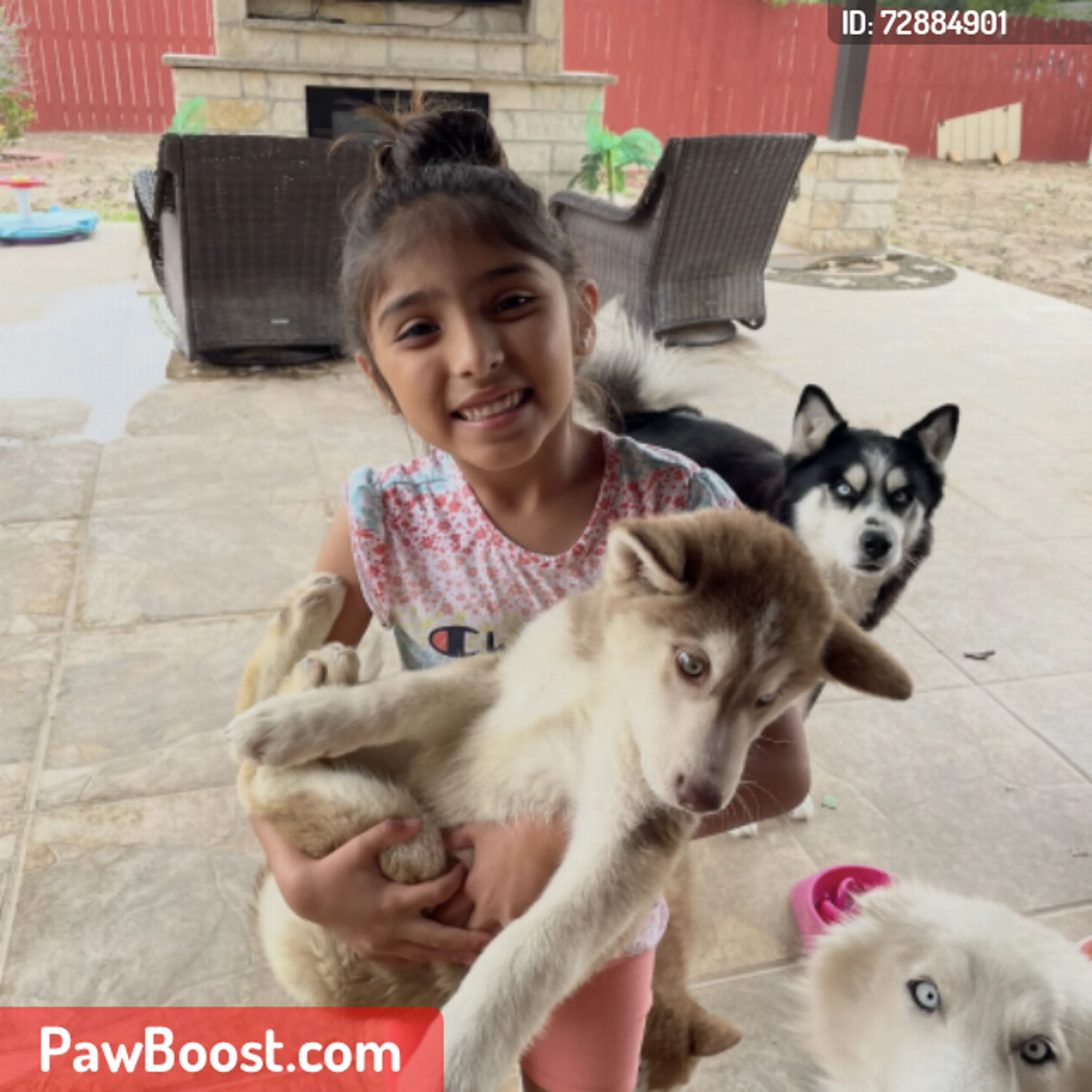 Lost pet