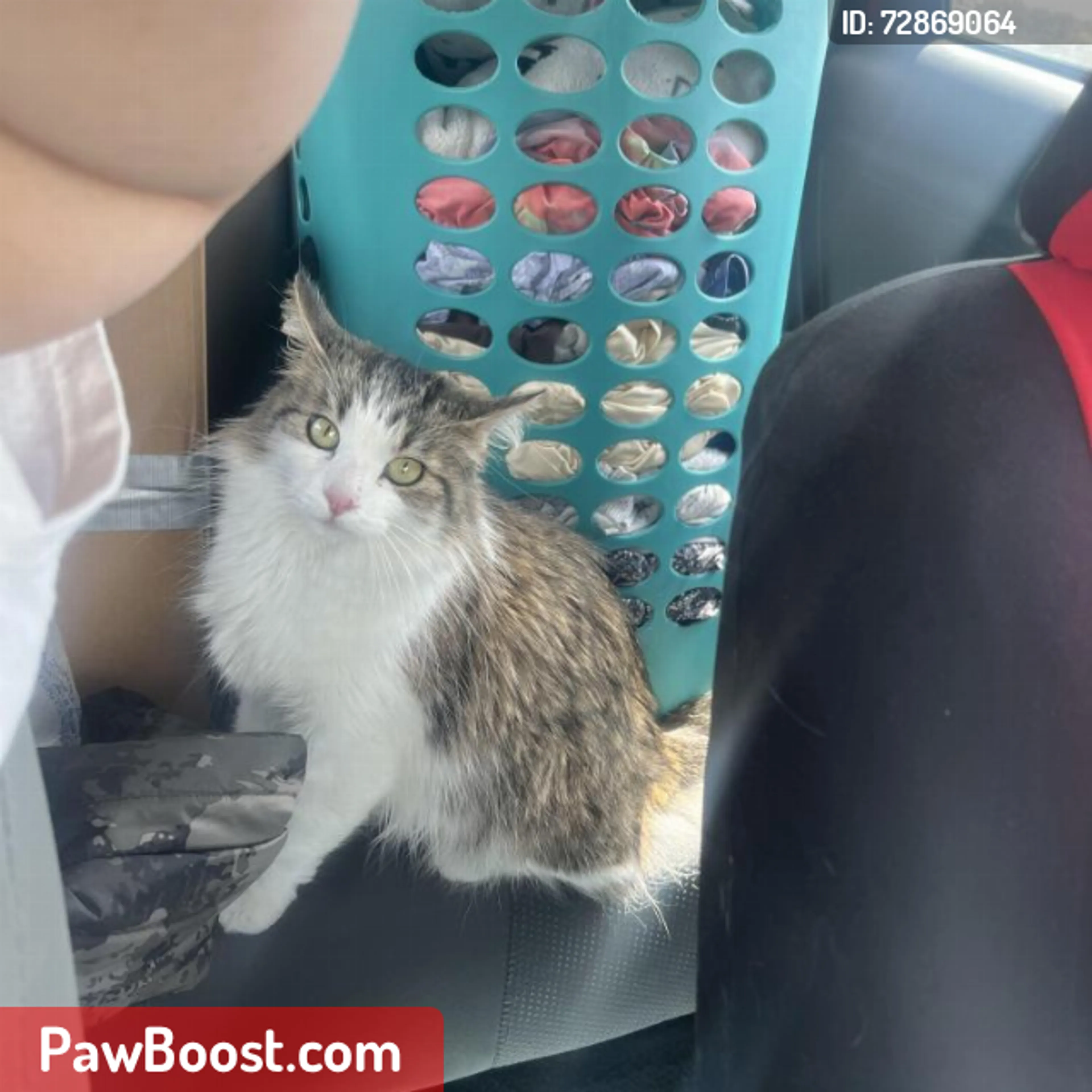 Lost pet
