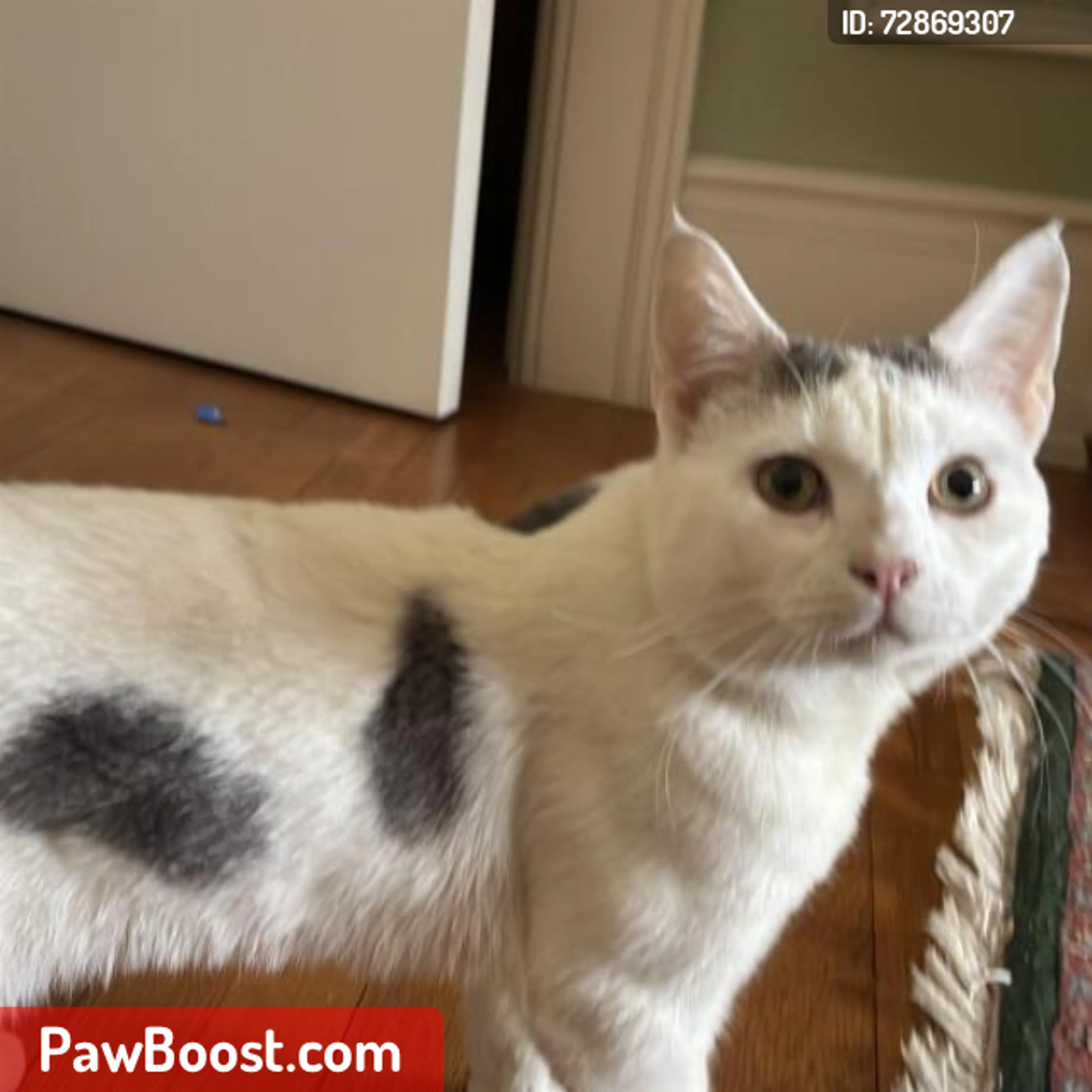 Lost pet