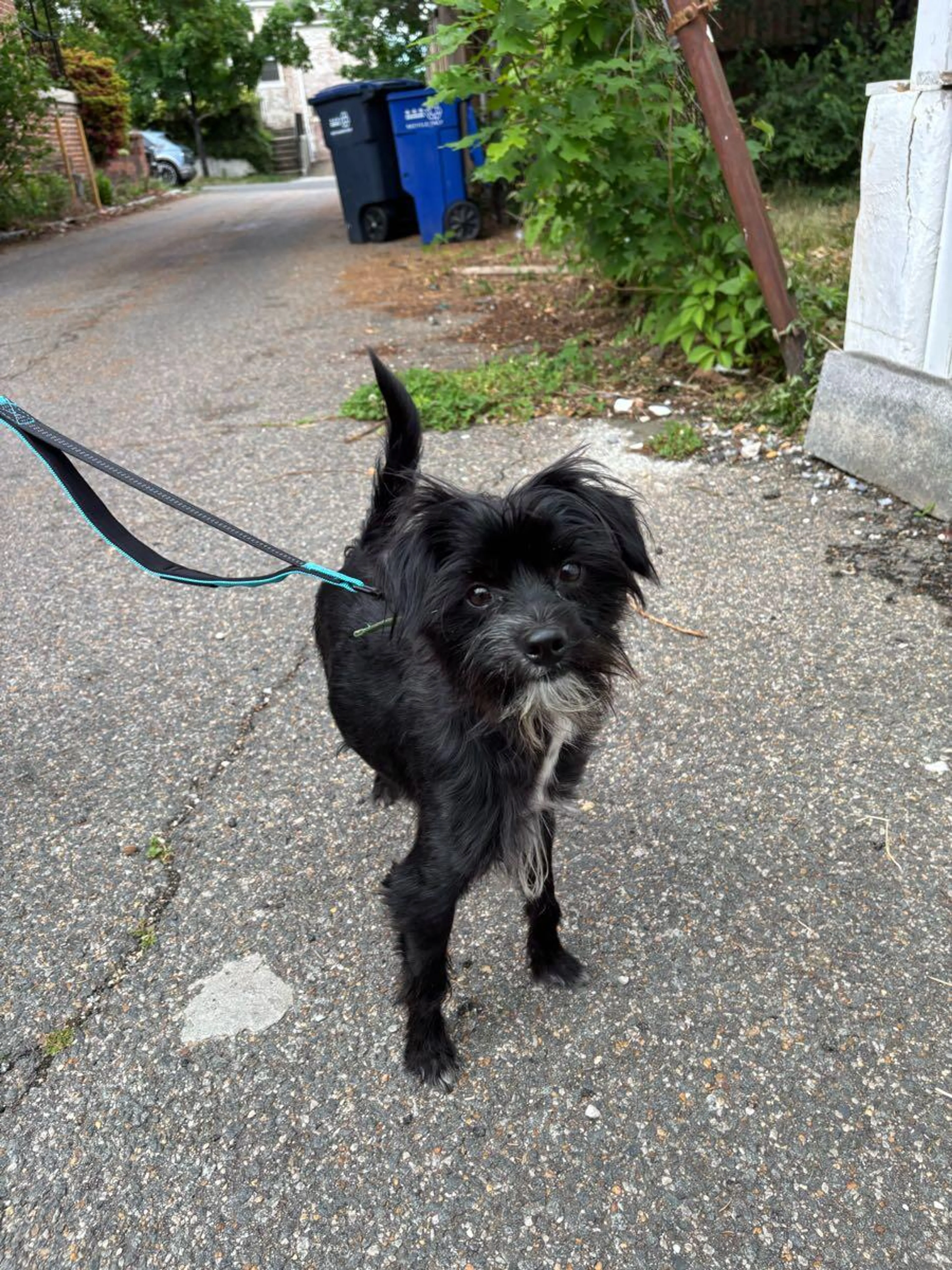 Found pet