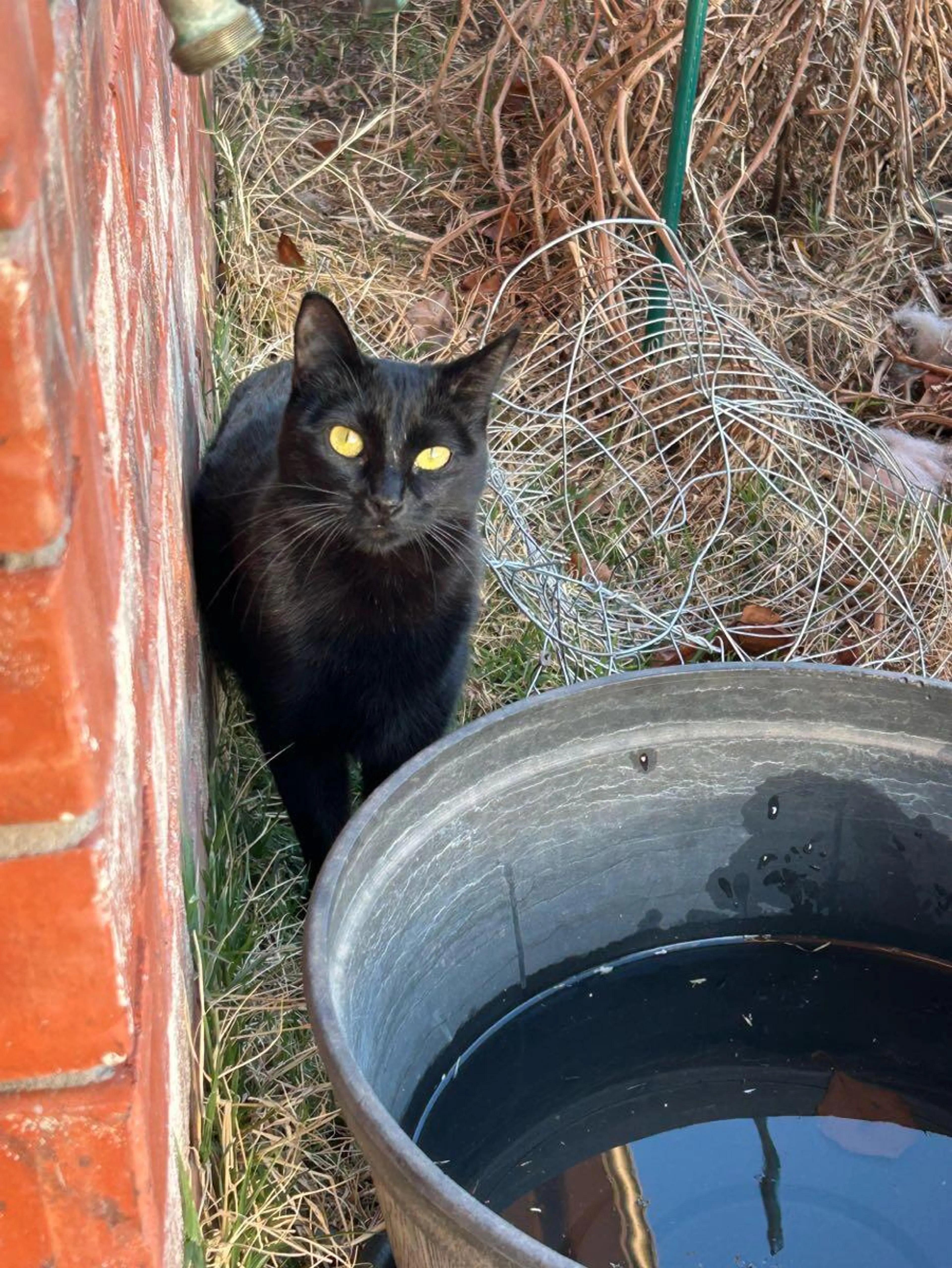 Lost pet