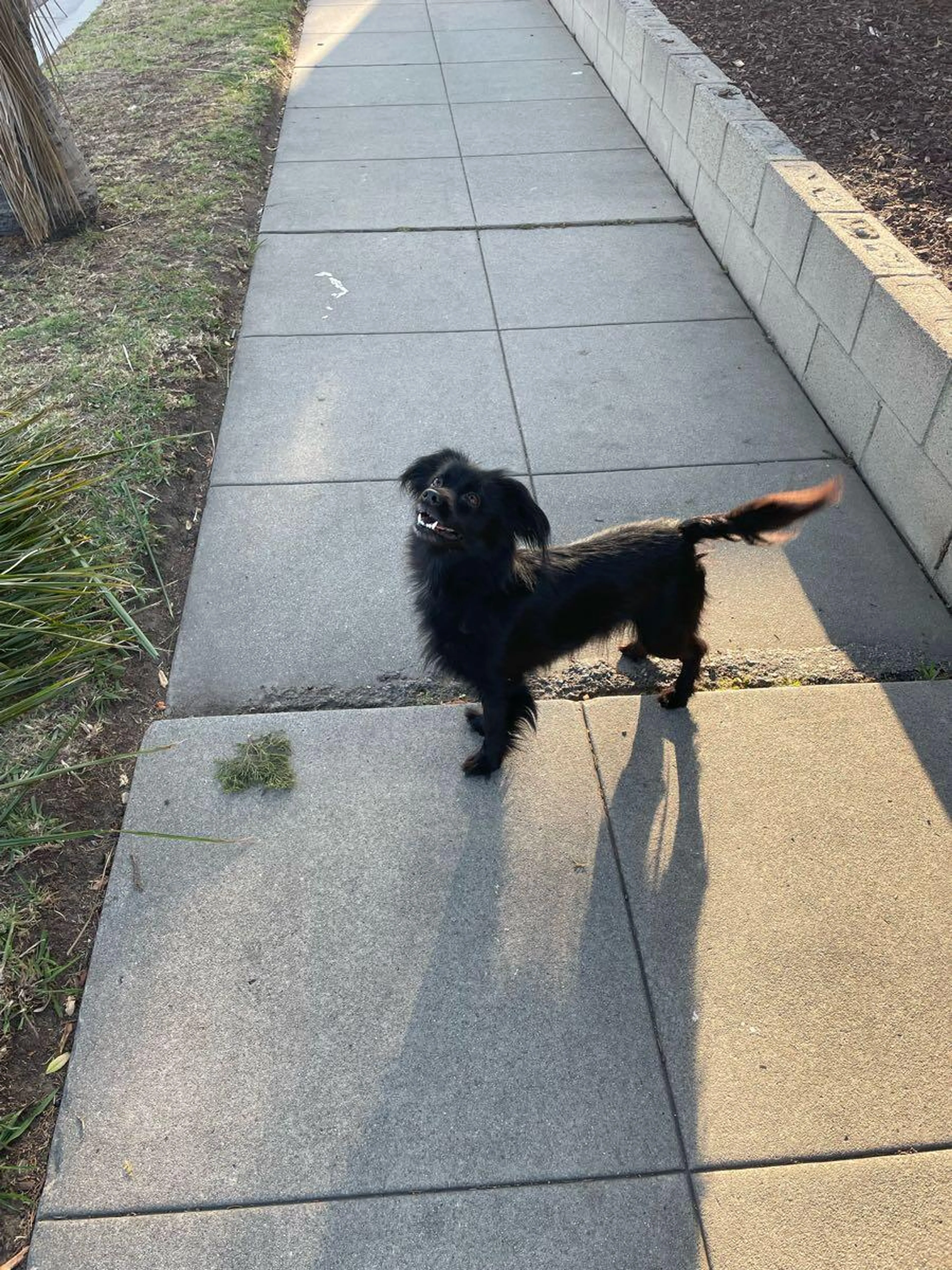 Found pet