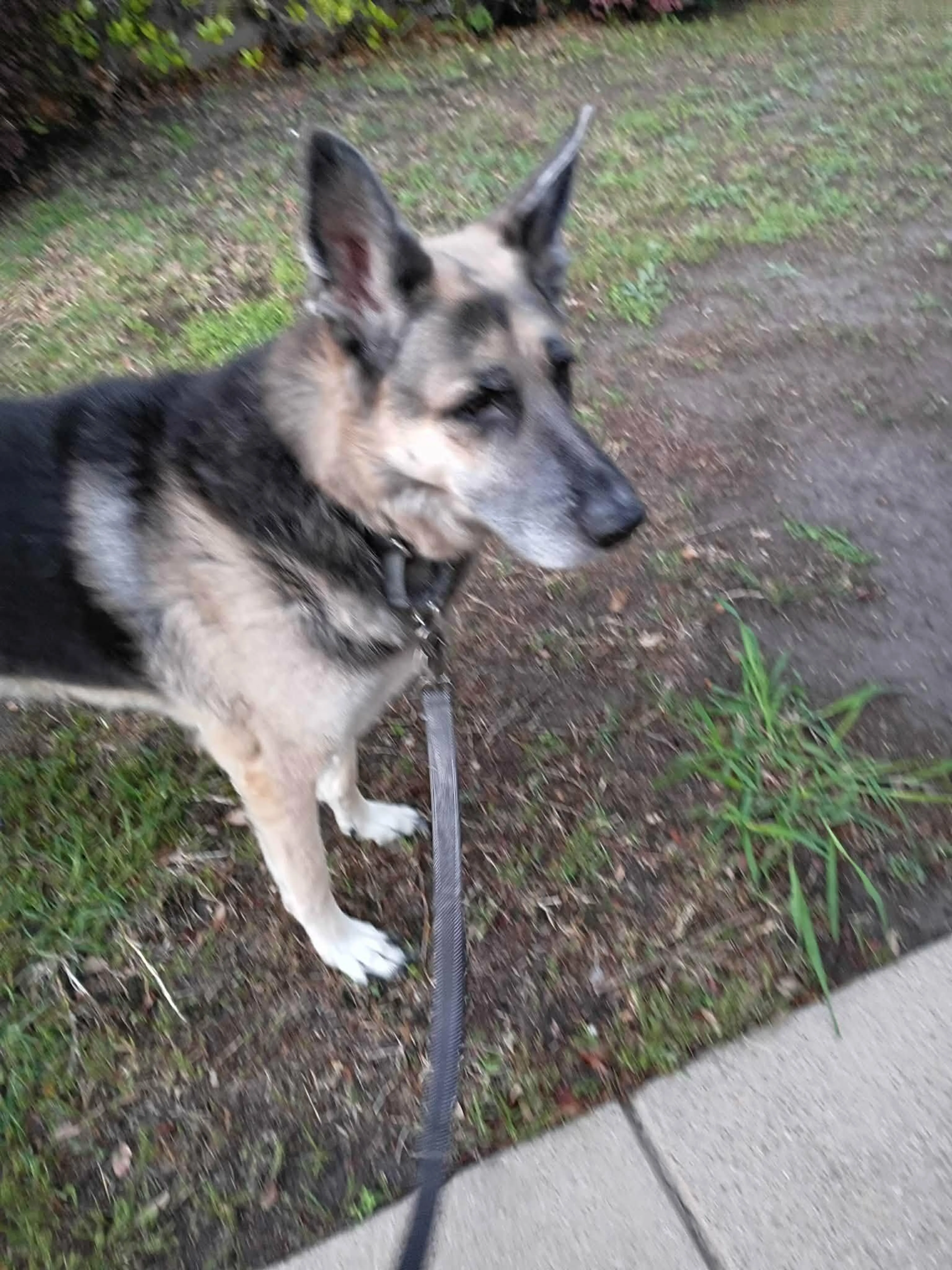 Lost pet
