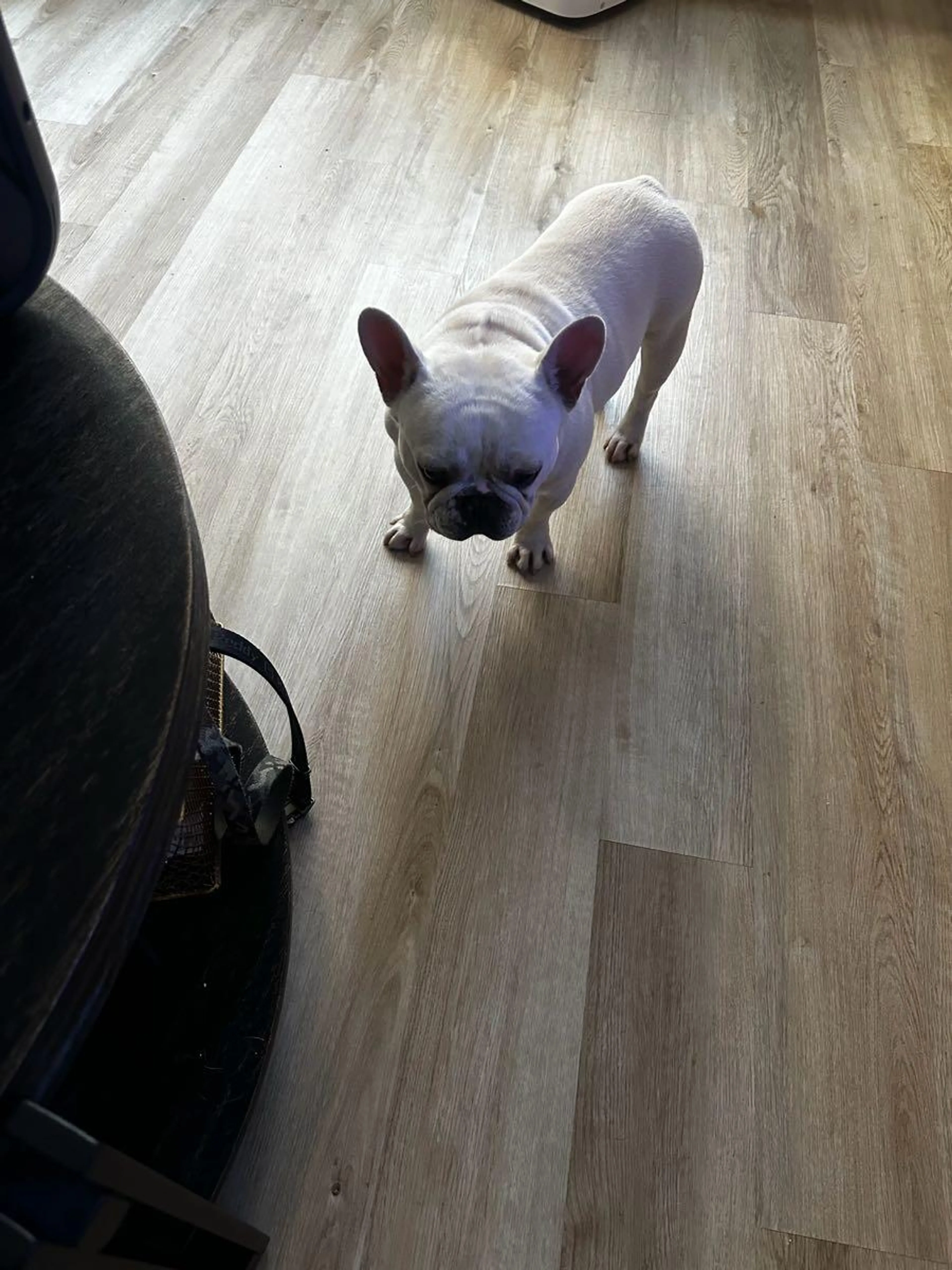 cdn image