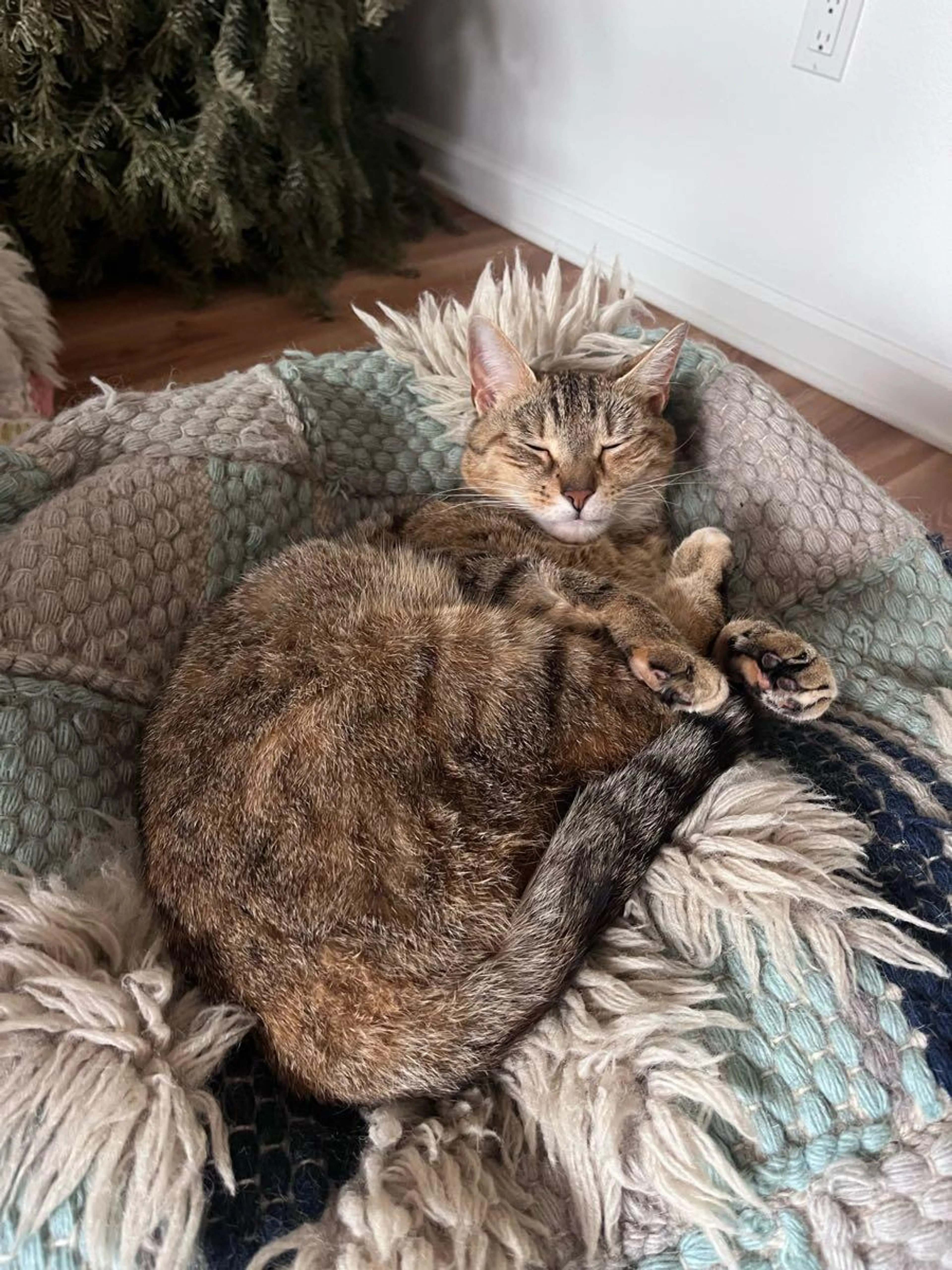 Lost pet