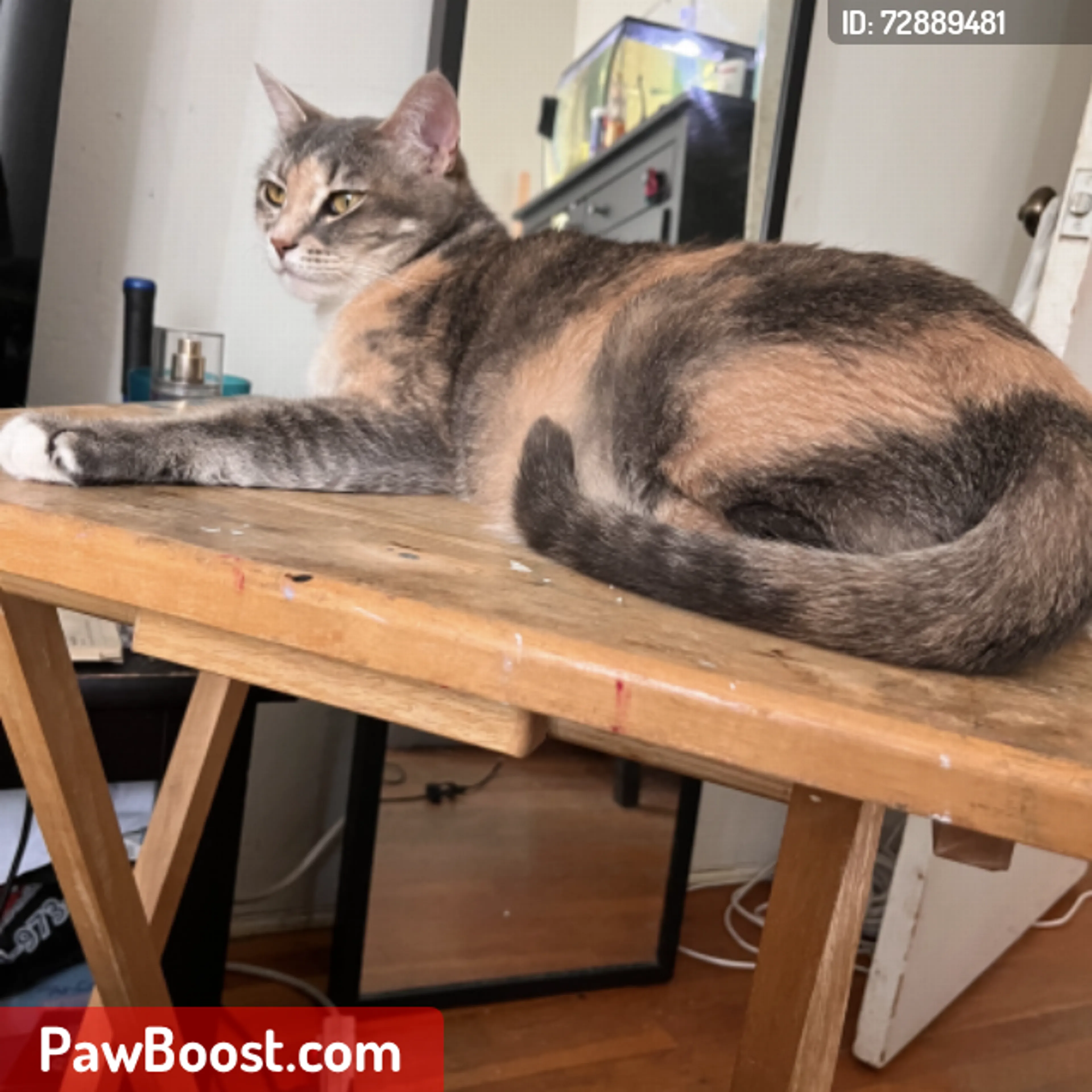 Lost pet