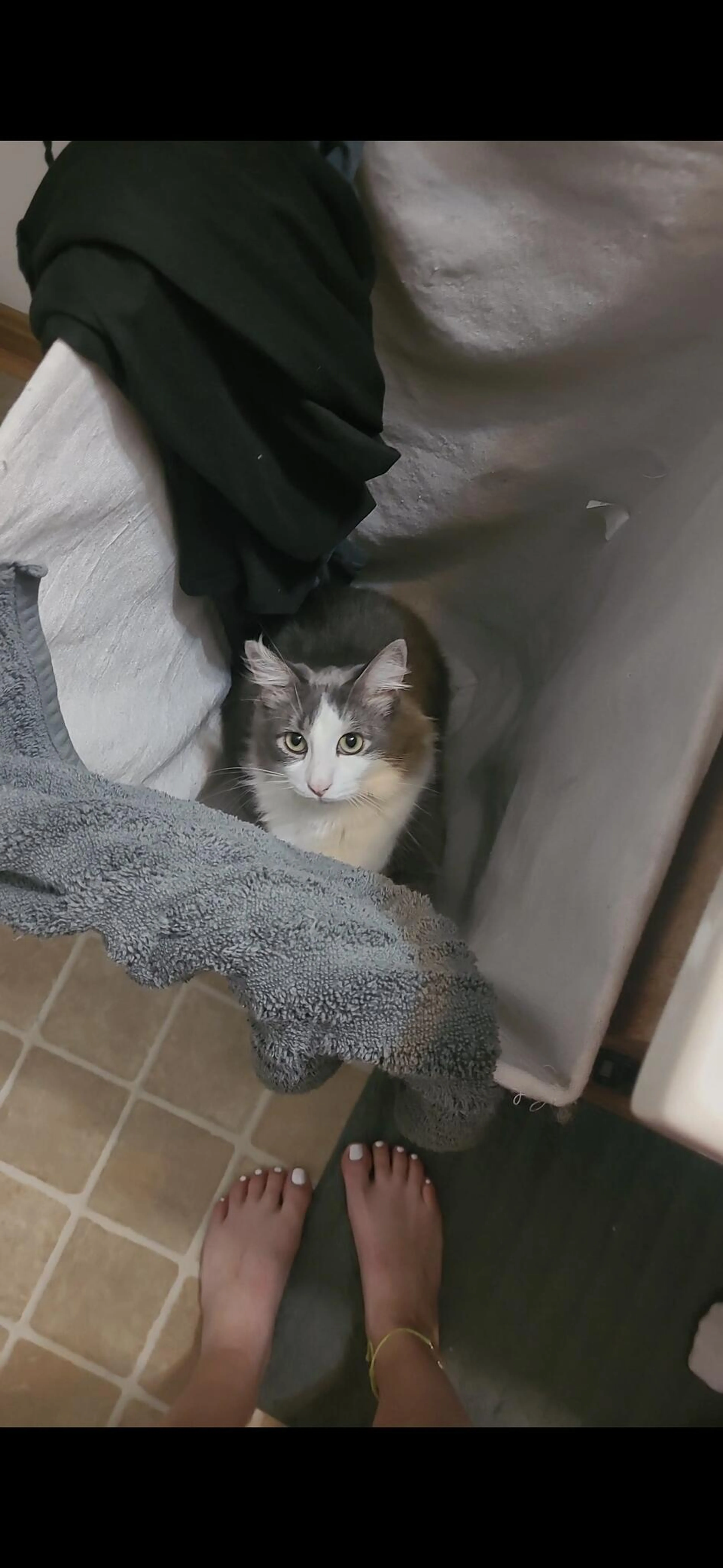 Lost pet