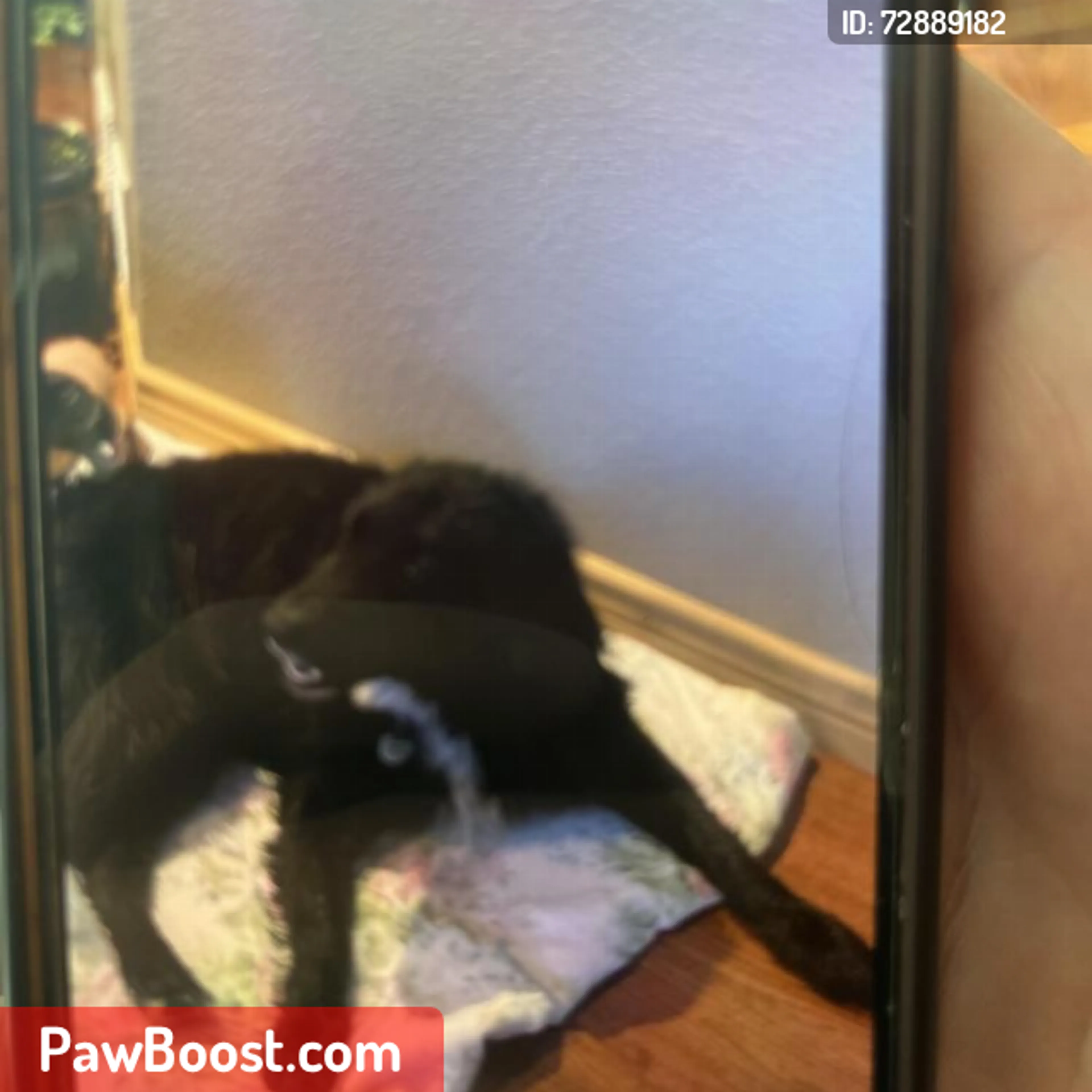 Lost pet