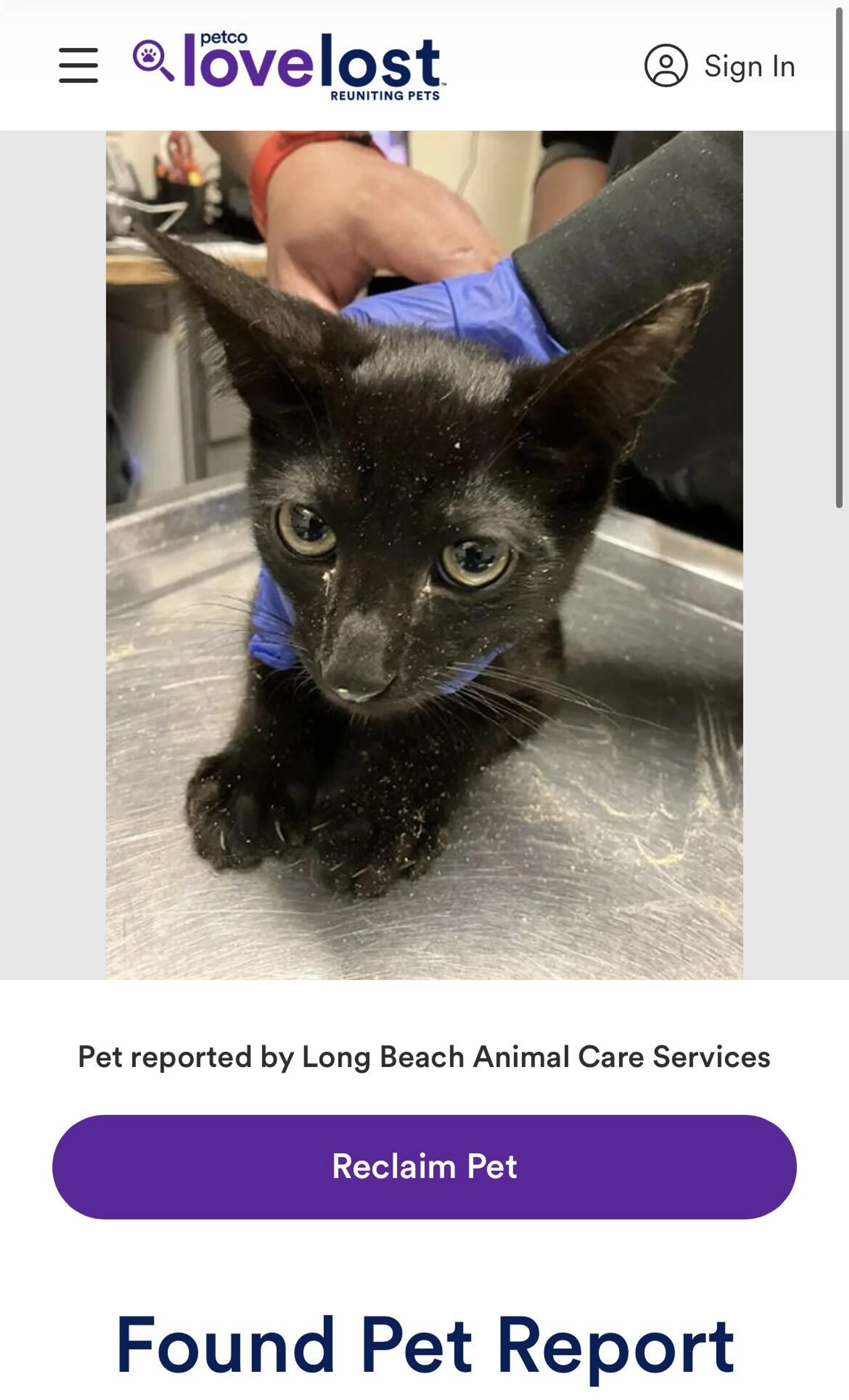 Found pet