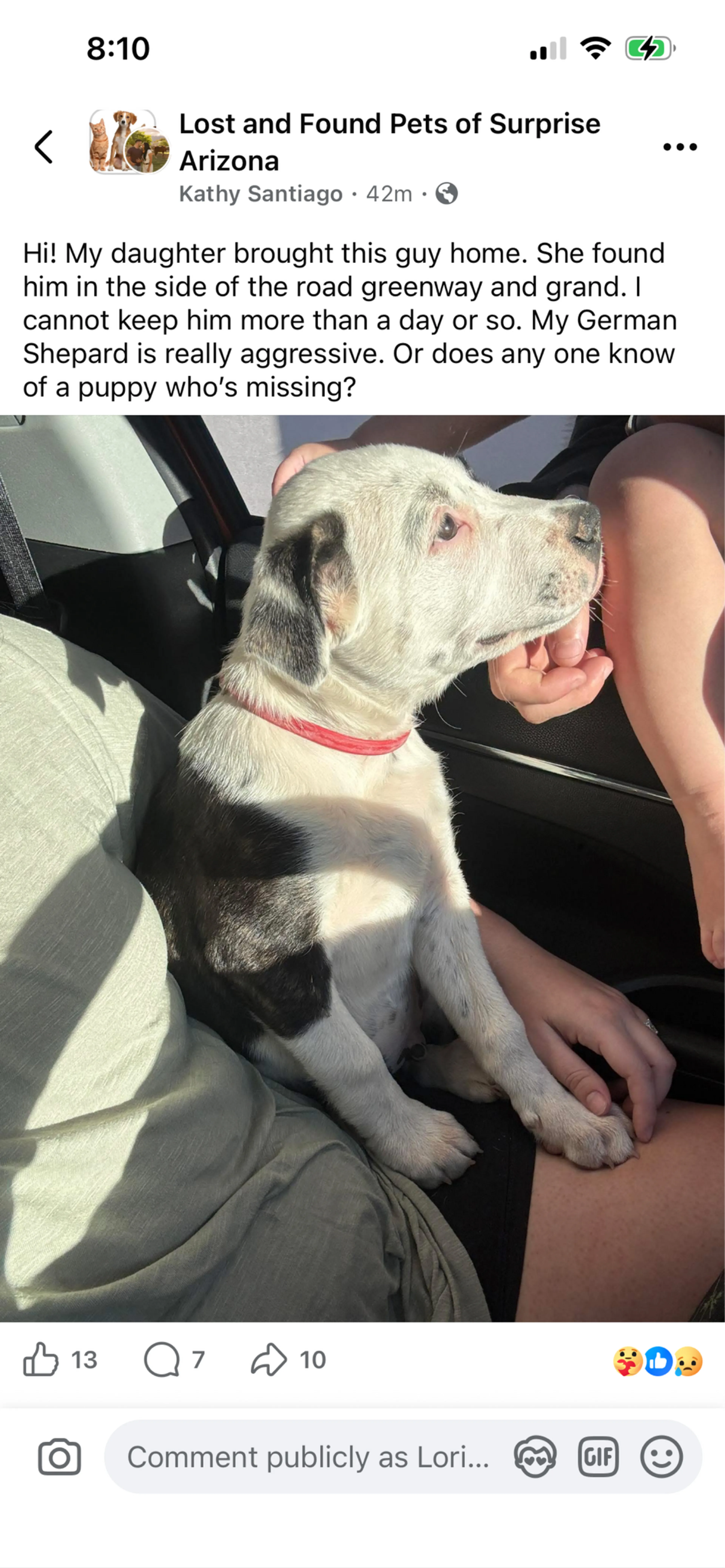Found pet