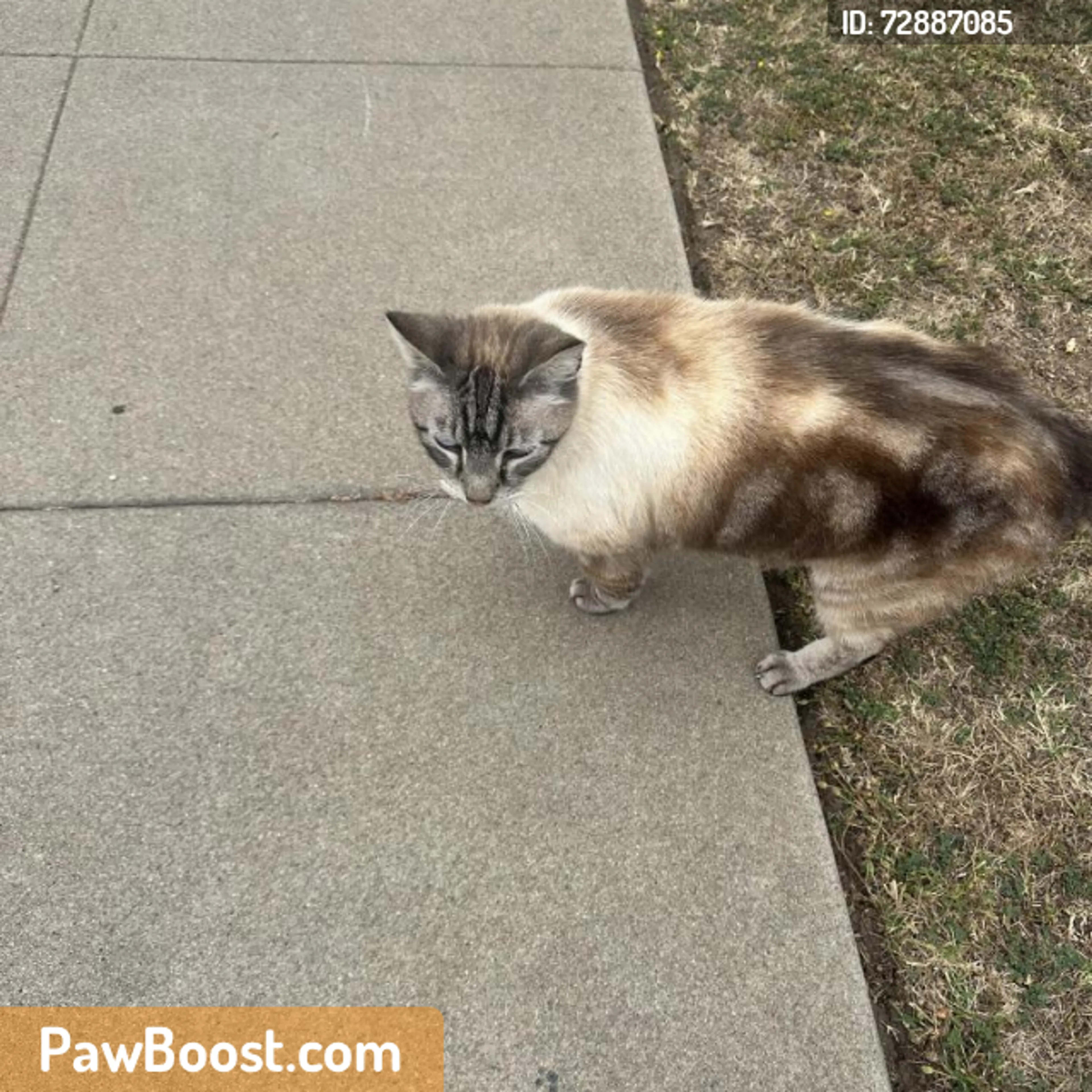 Found pet