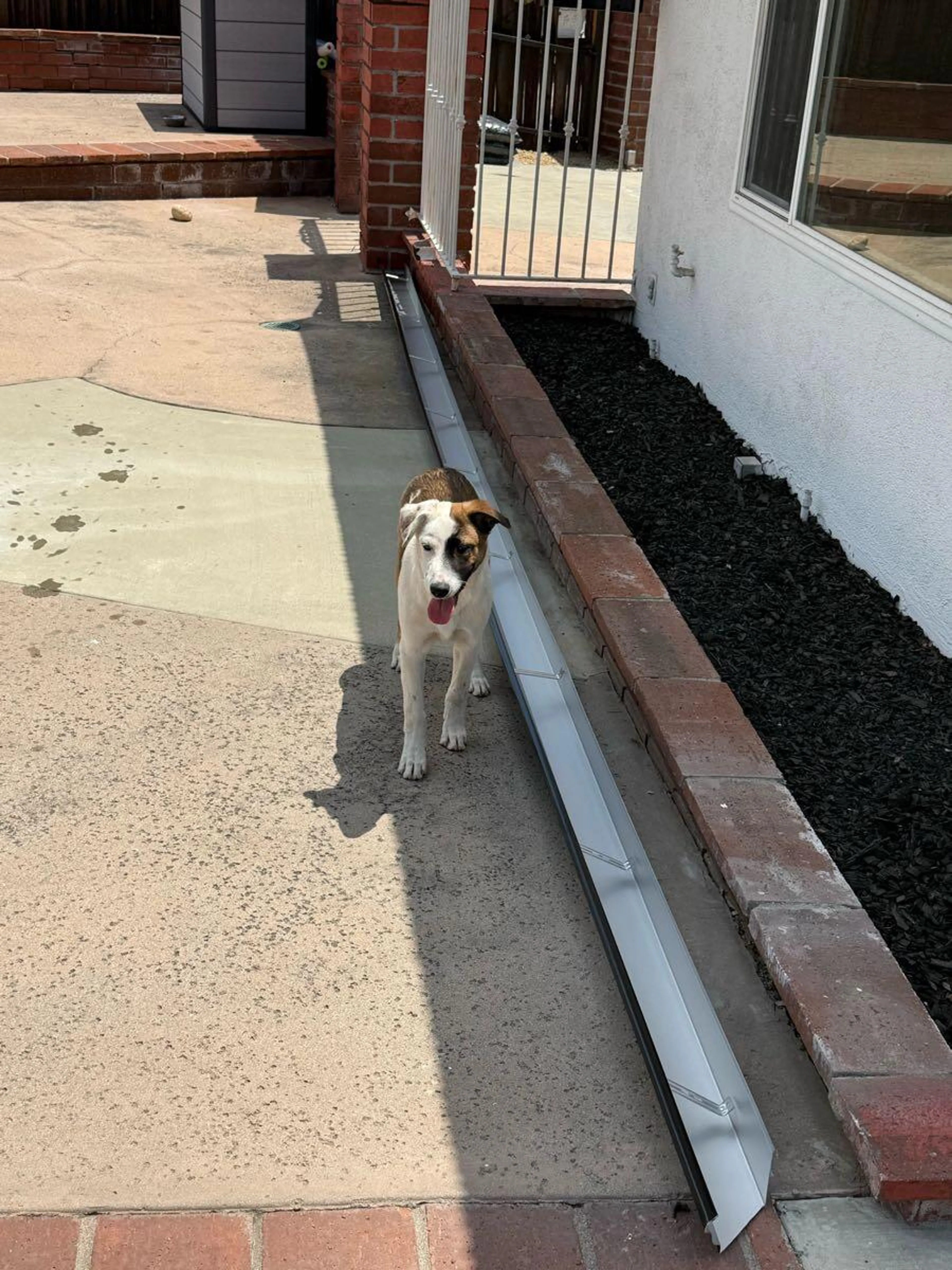 Found pet