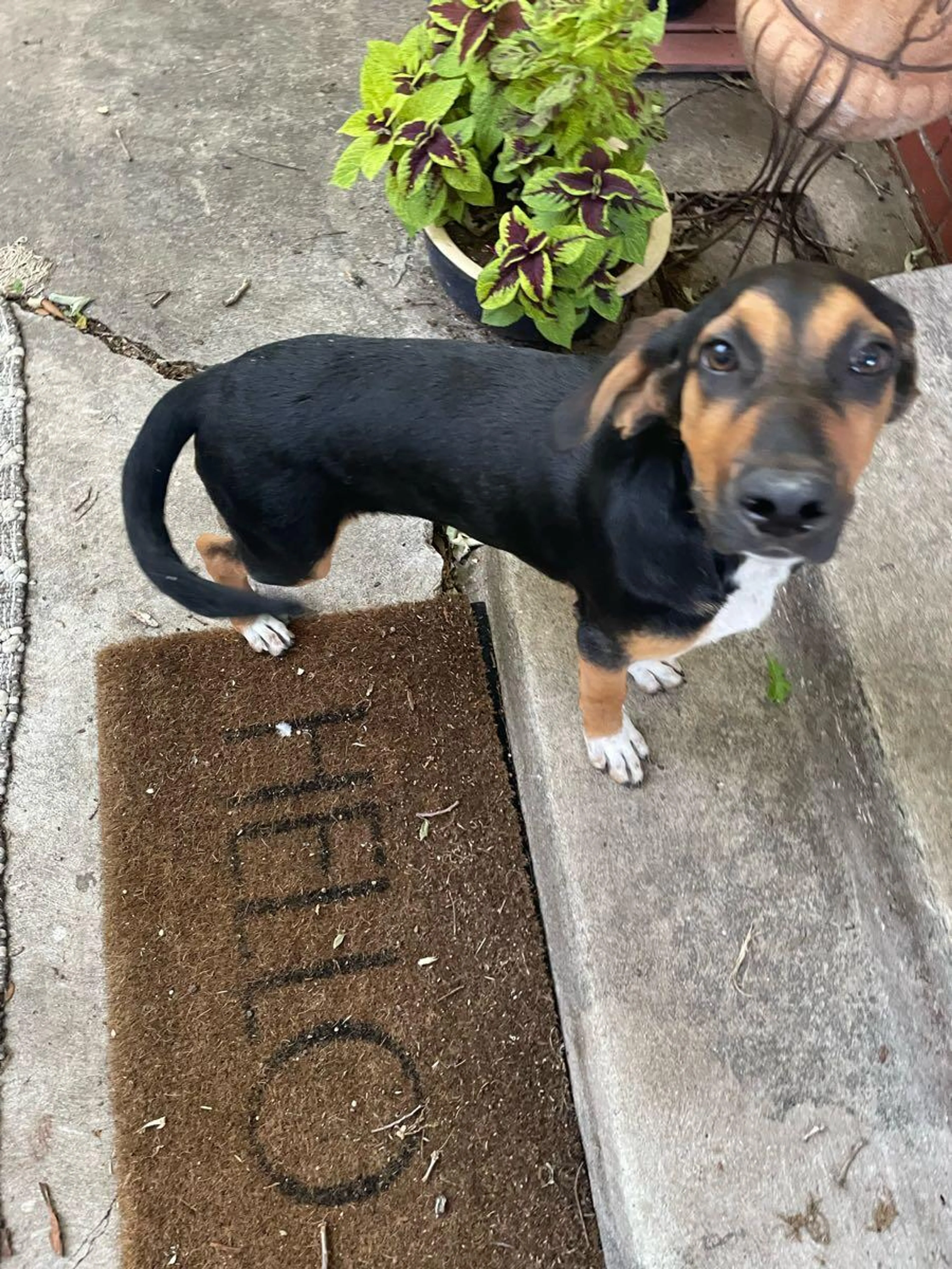 Lost pet