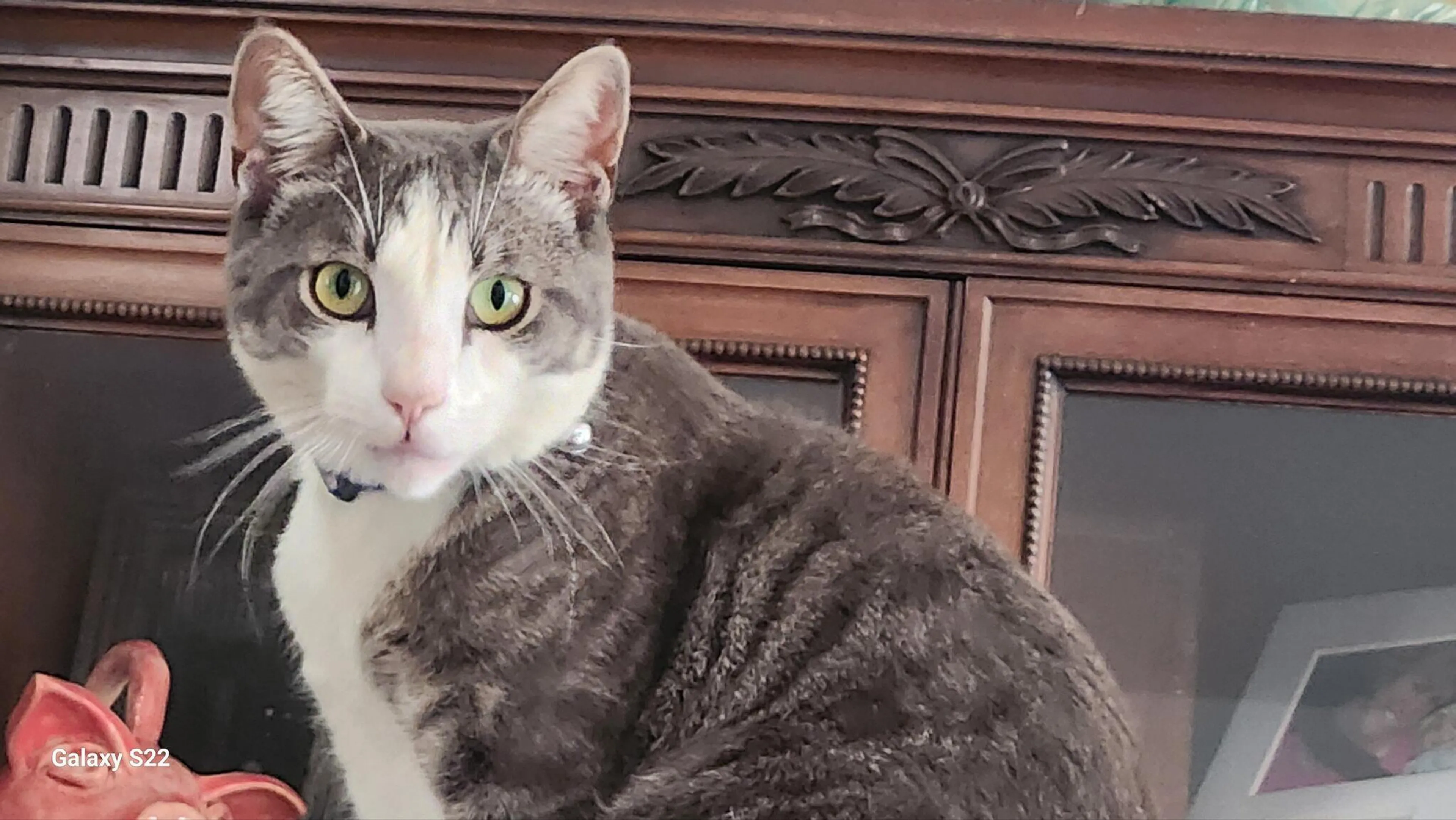 Lost pet
