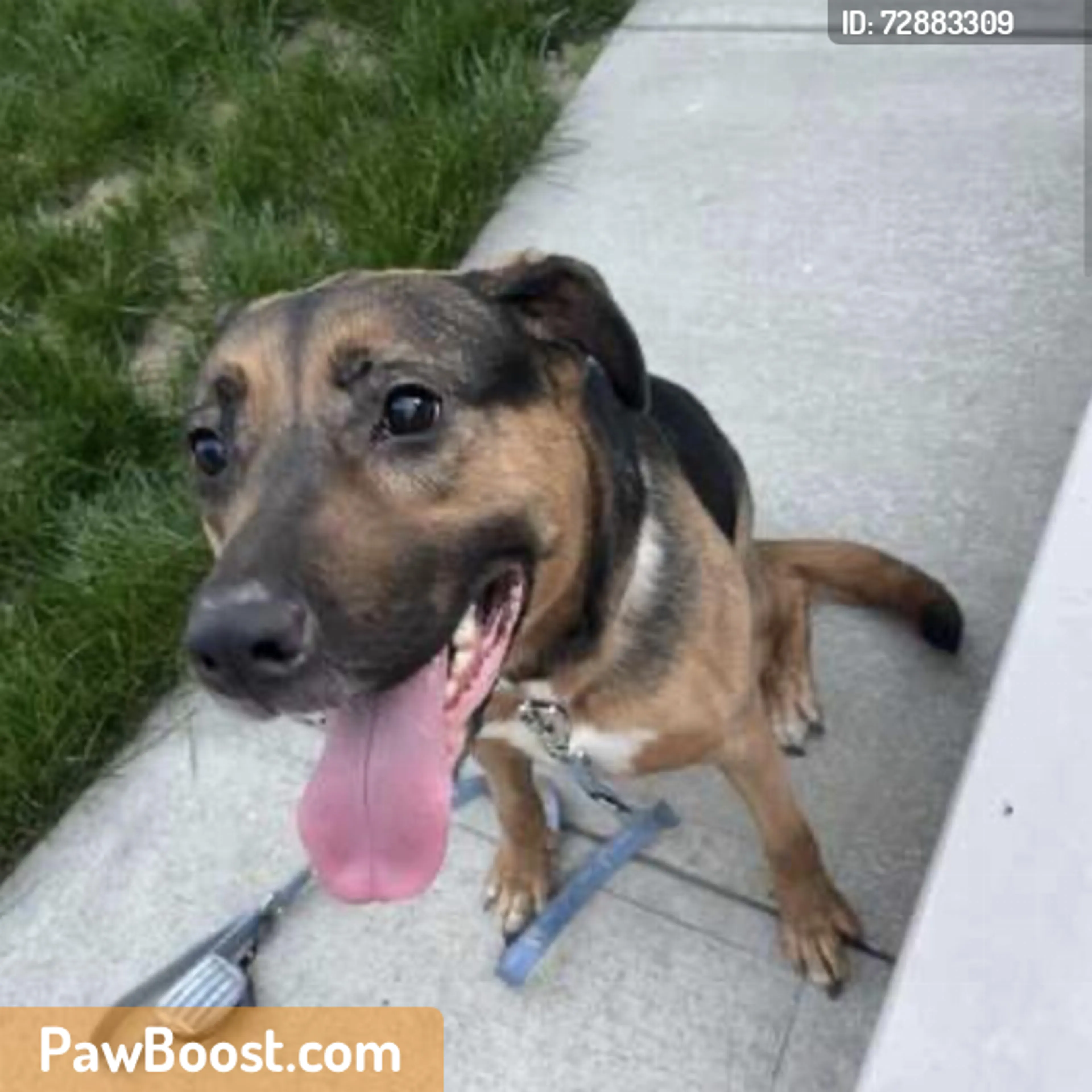 Found pet