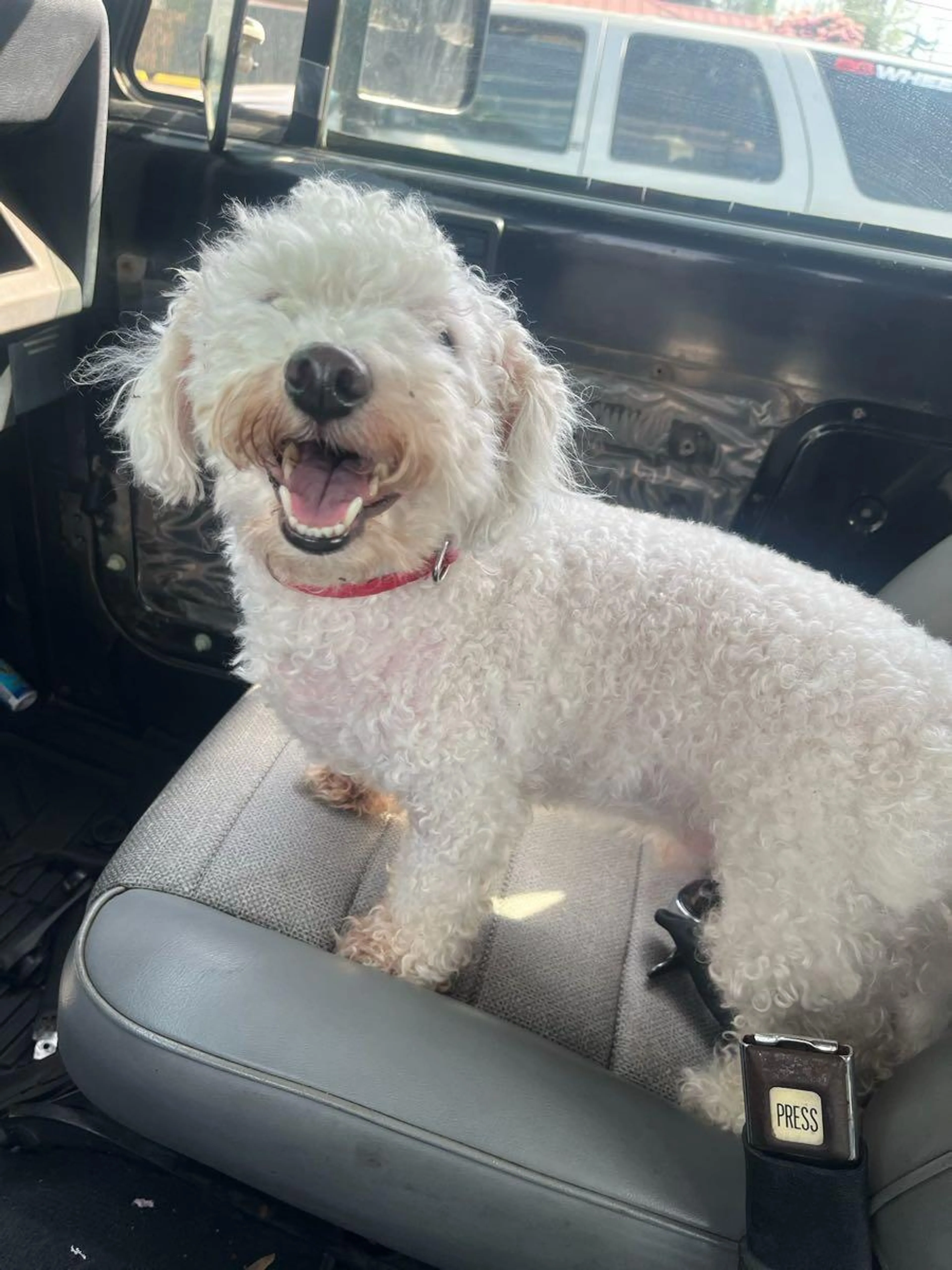 Found pet