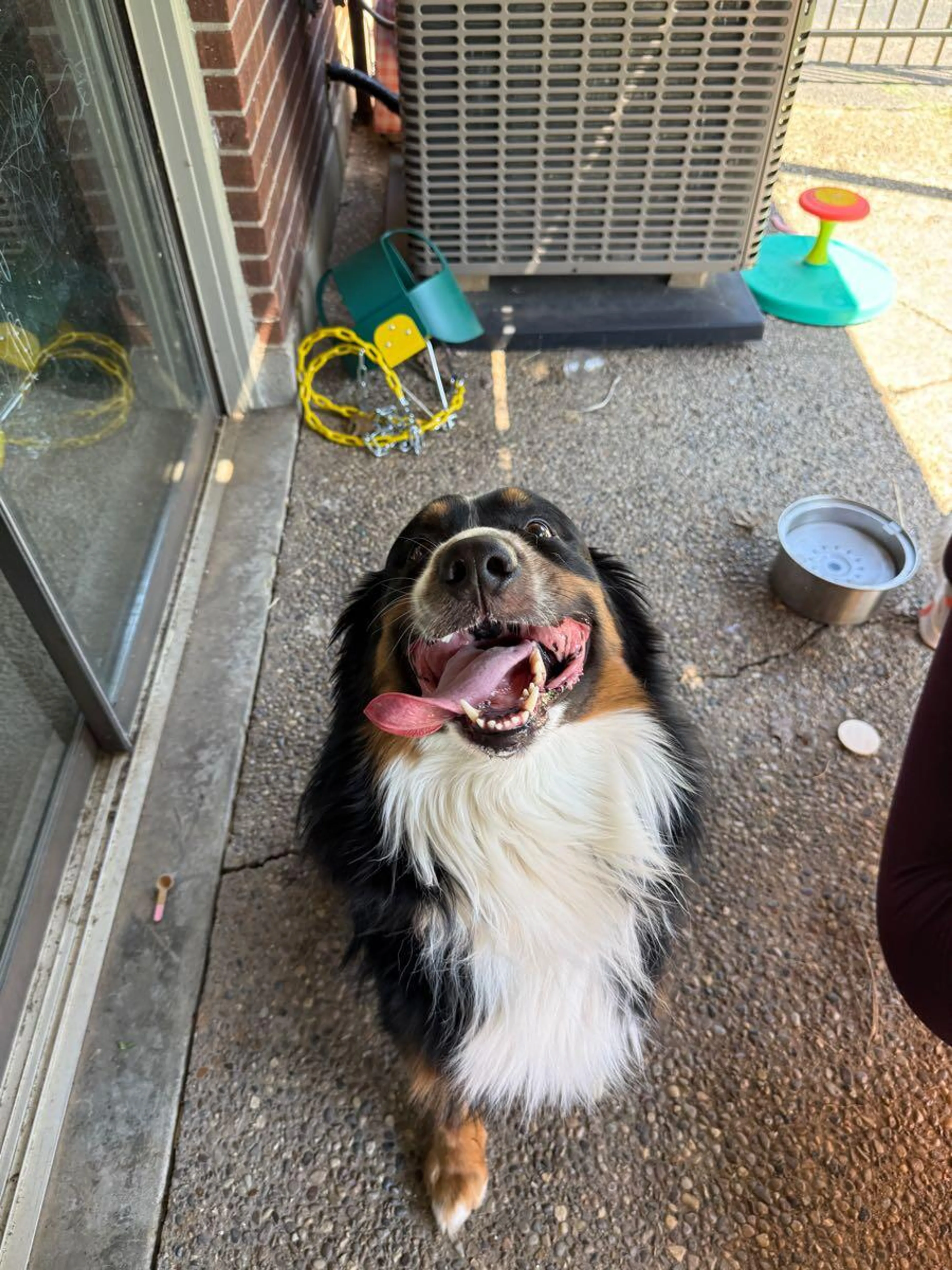 Found pet