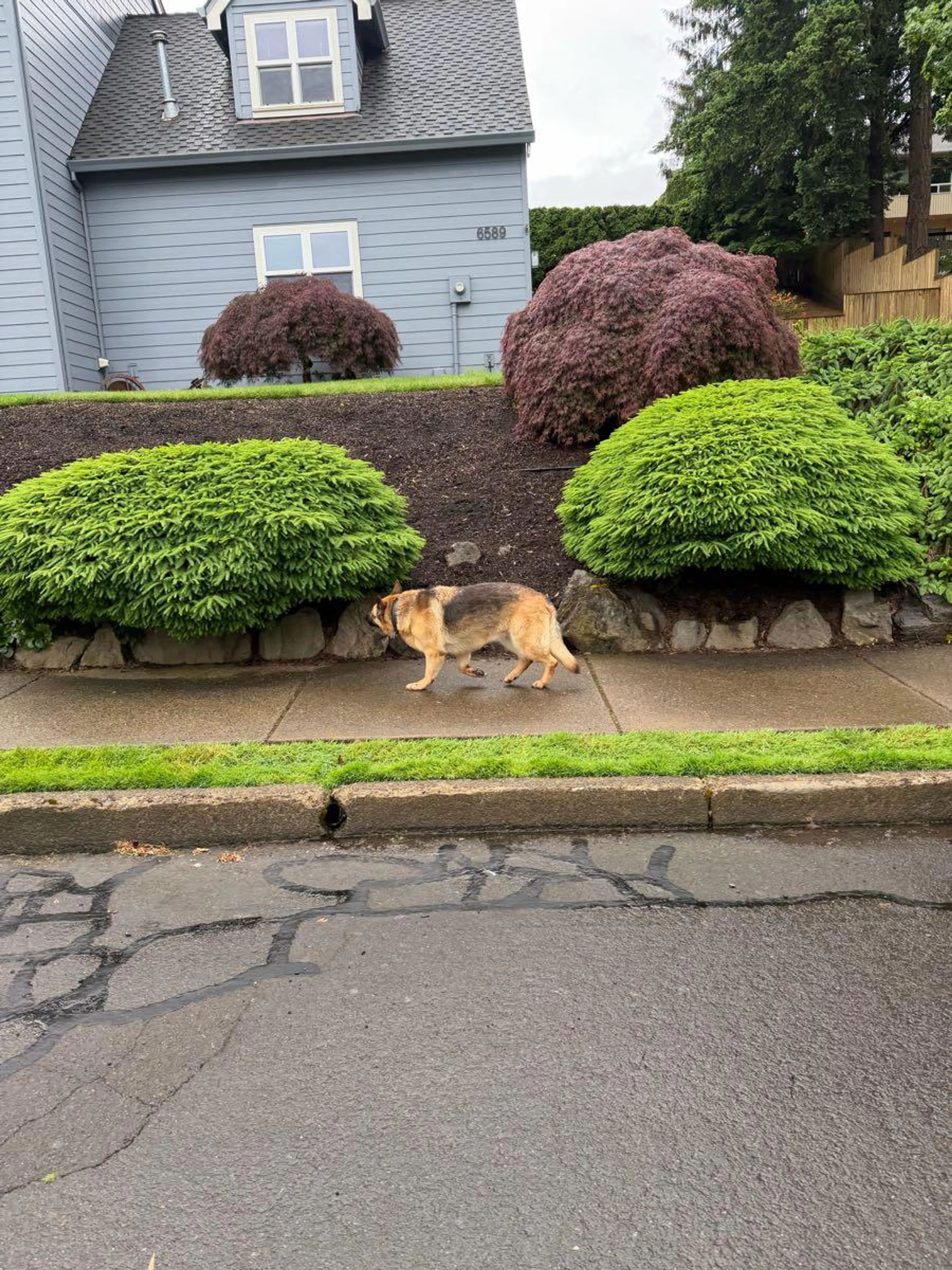 Found pet