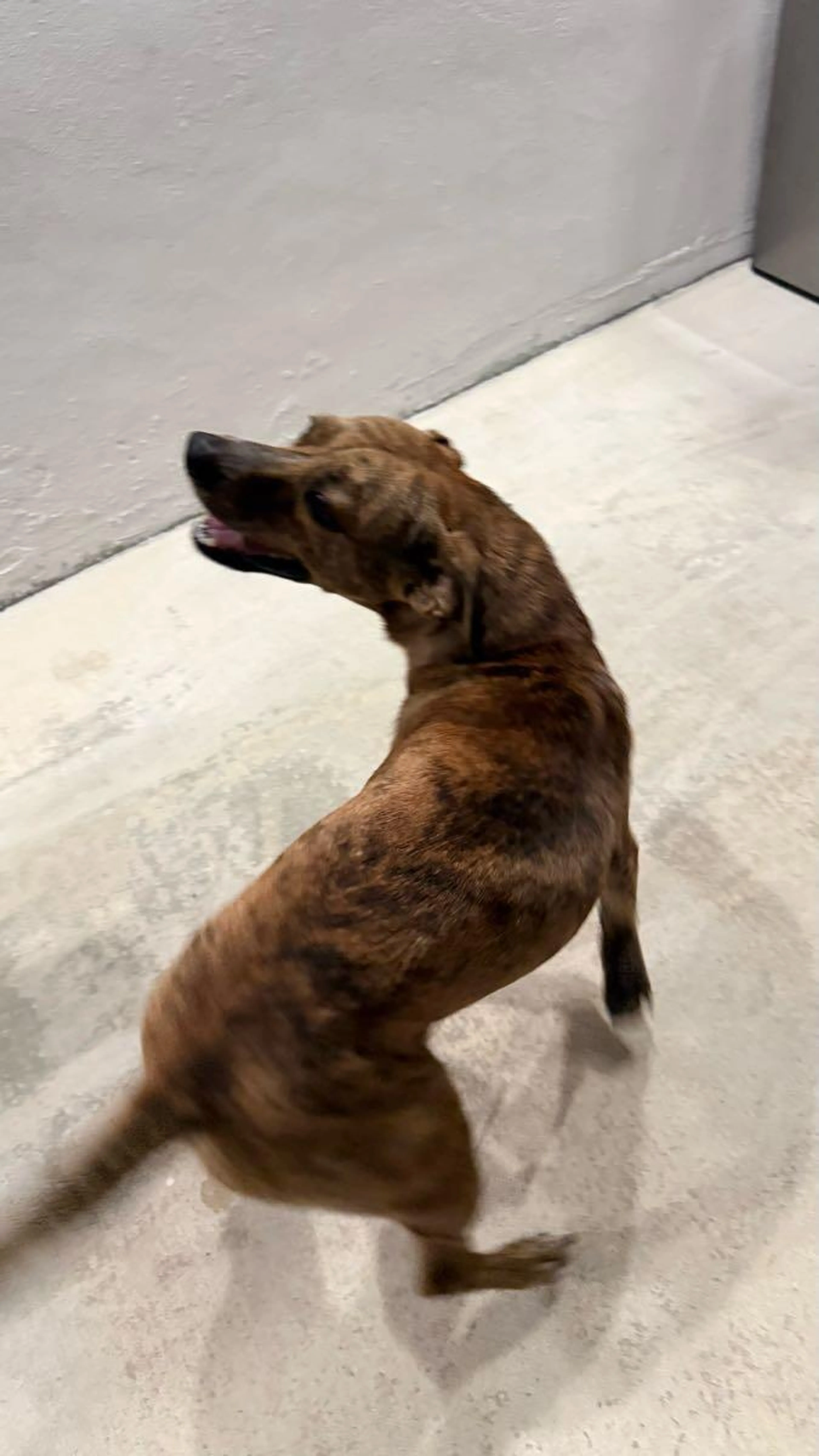 Lost pet
